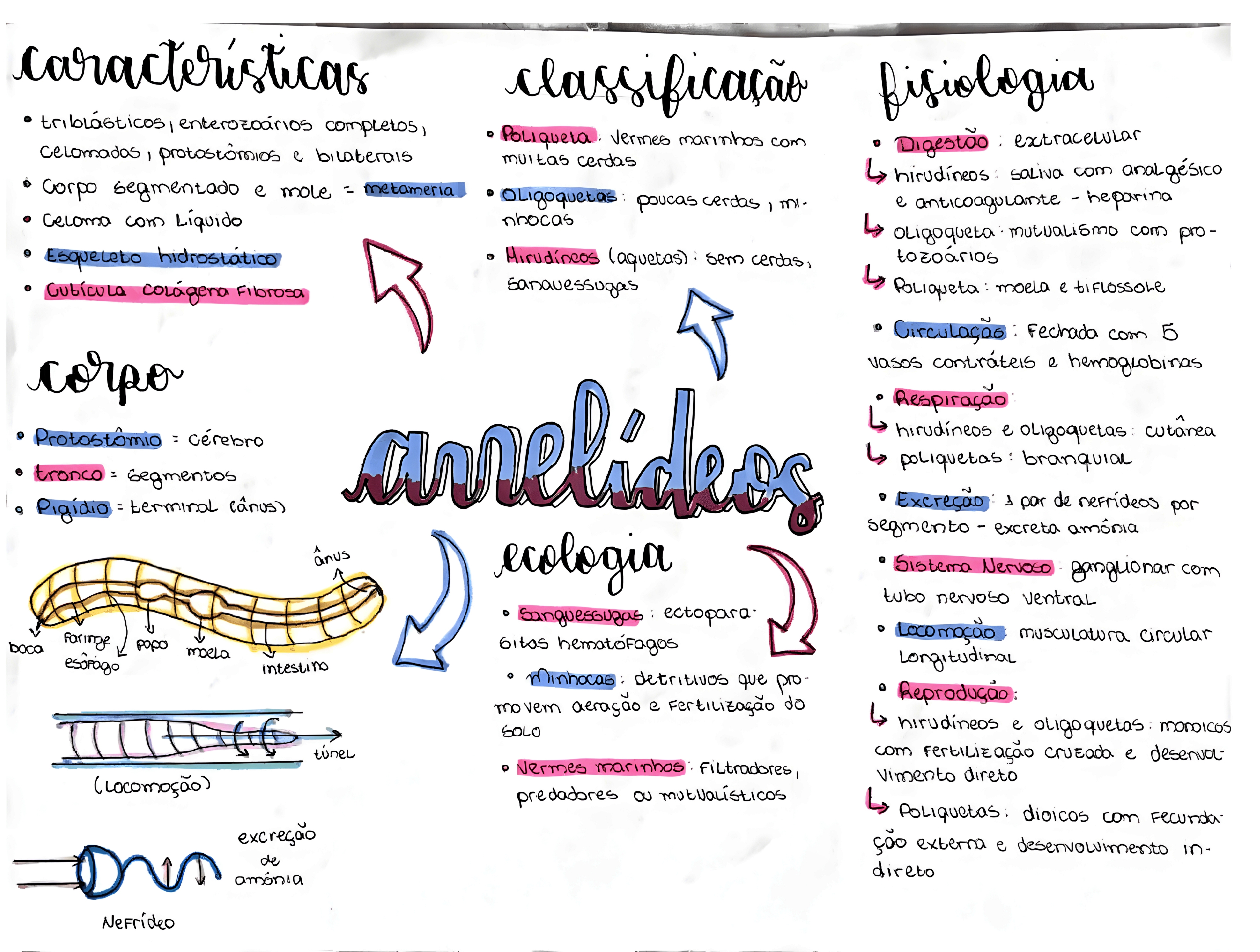 MAPA MENTAL SOBRE ANELIDEOS