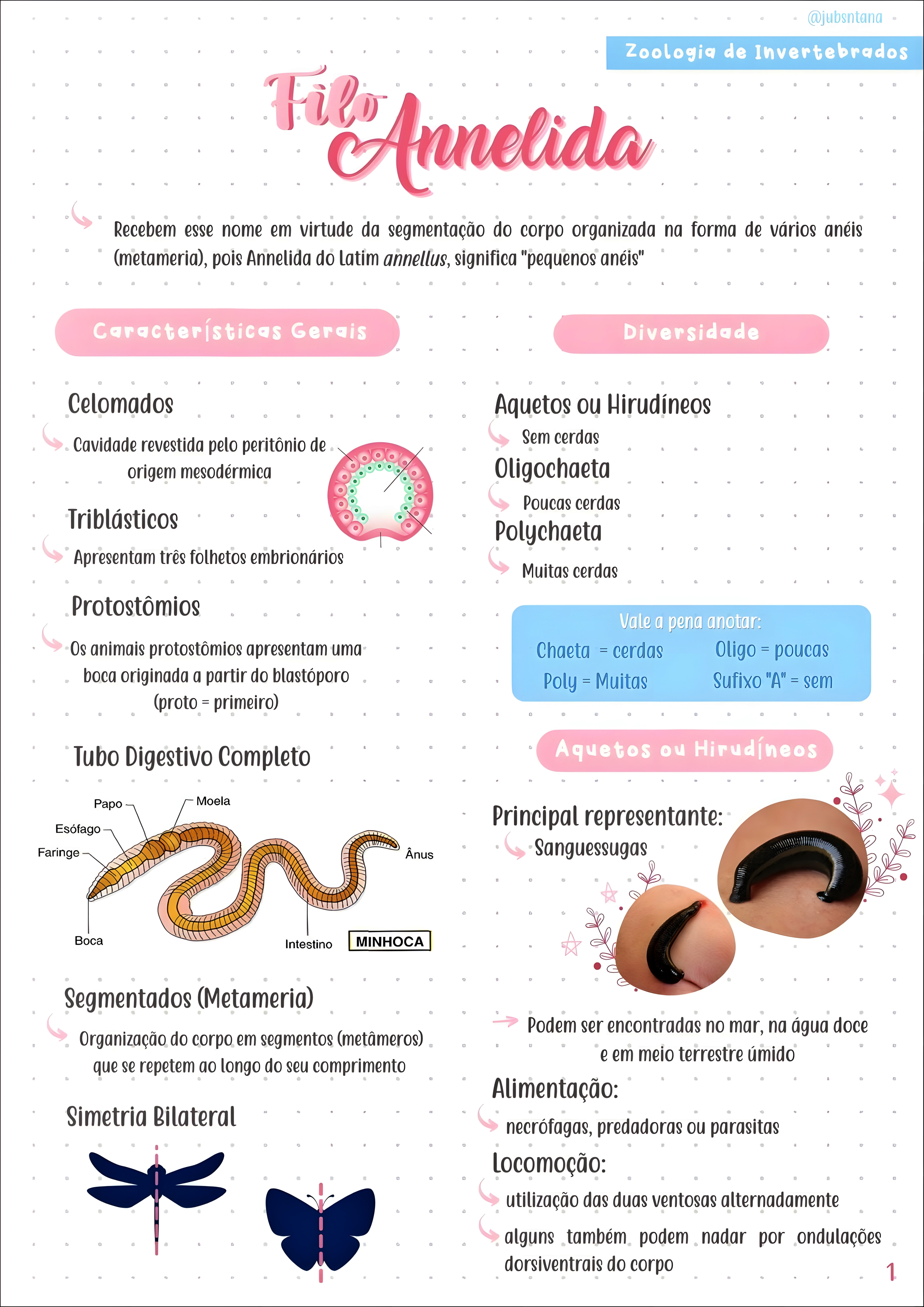 MAPA MENTAL SOBRE ANELIDEOS