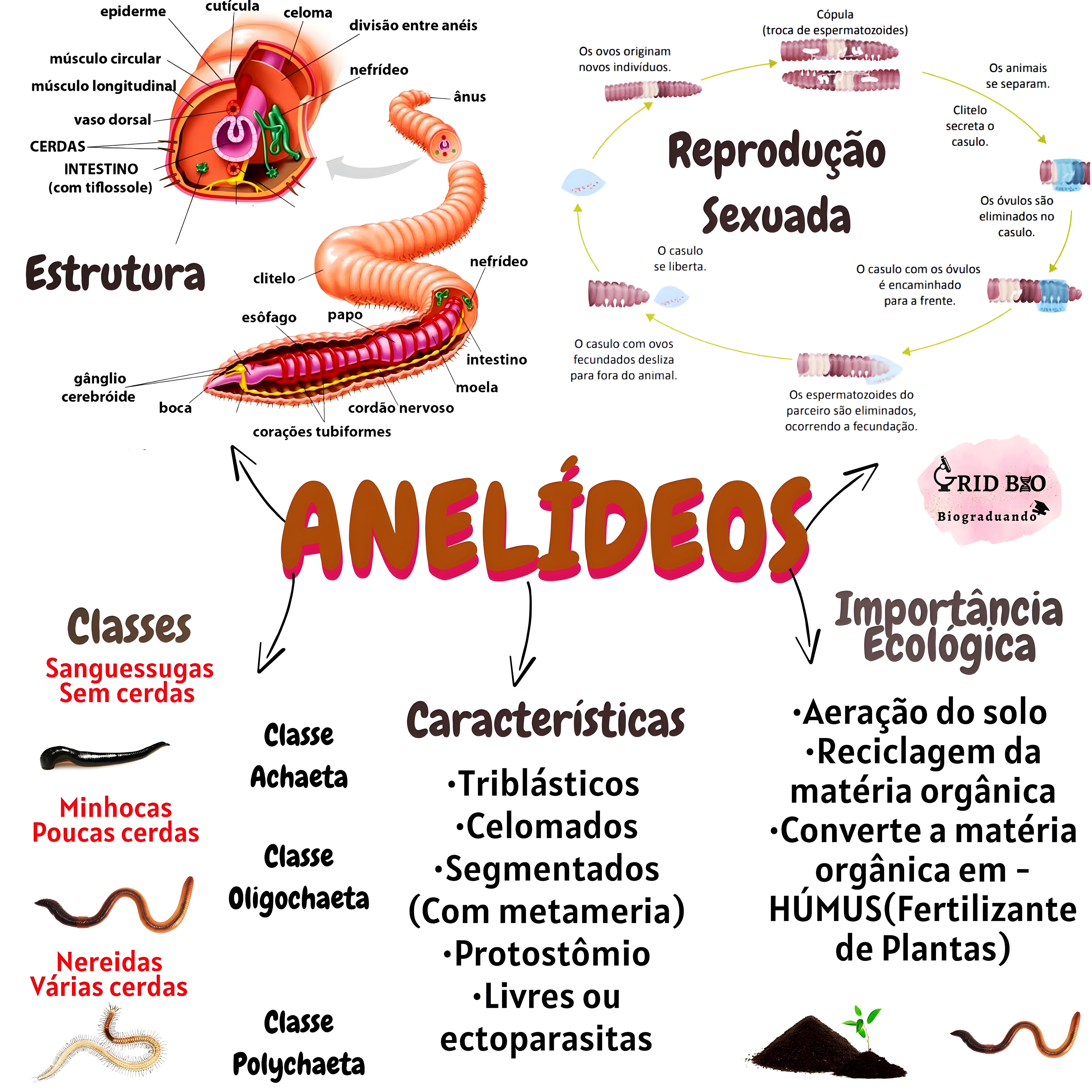MAPA MENTAL SOBRE ANELIDEOS