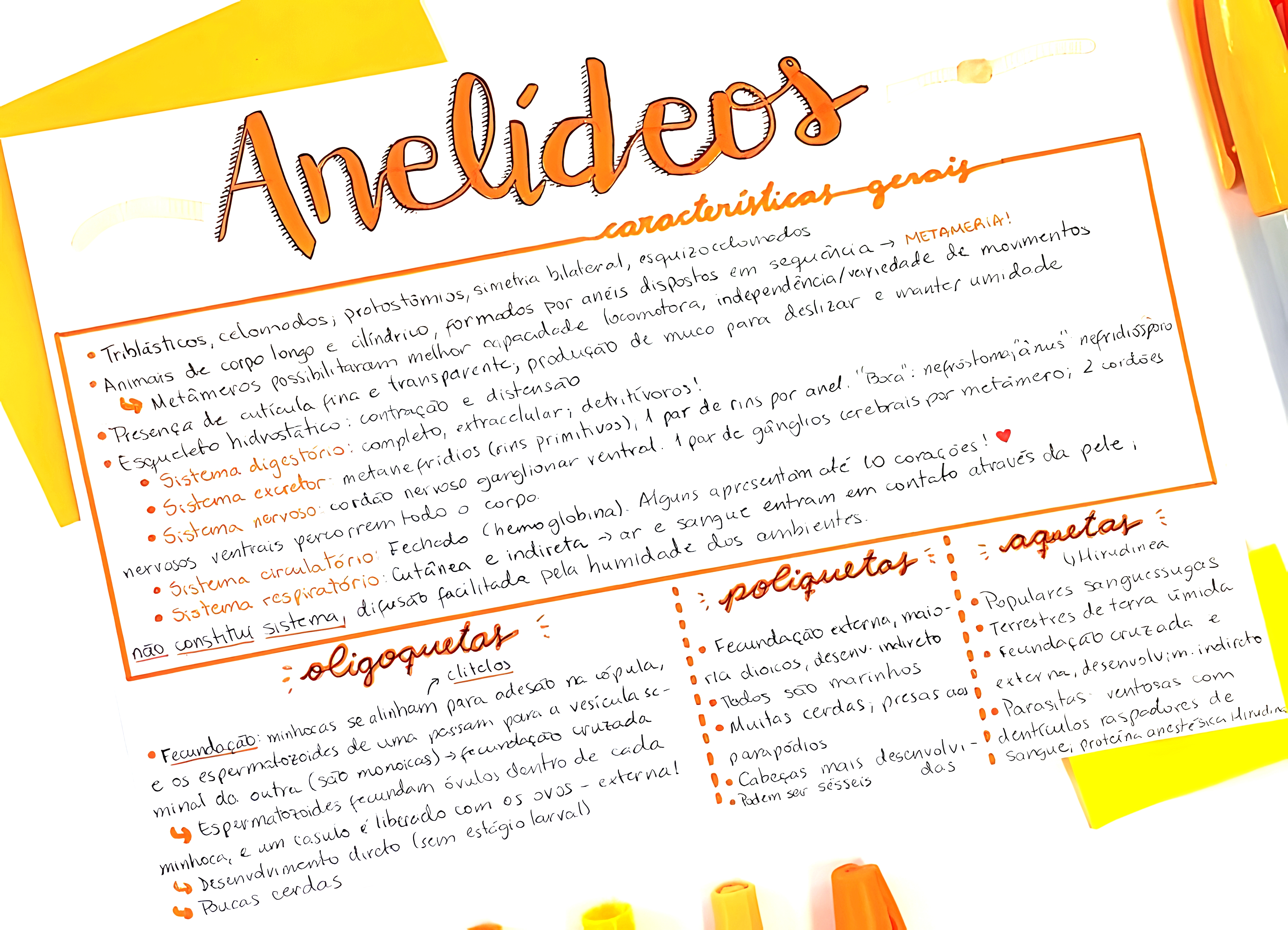MAPA MENTAL SOBRE ANELIDEOS