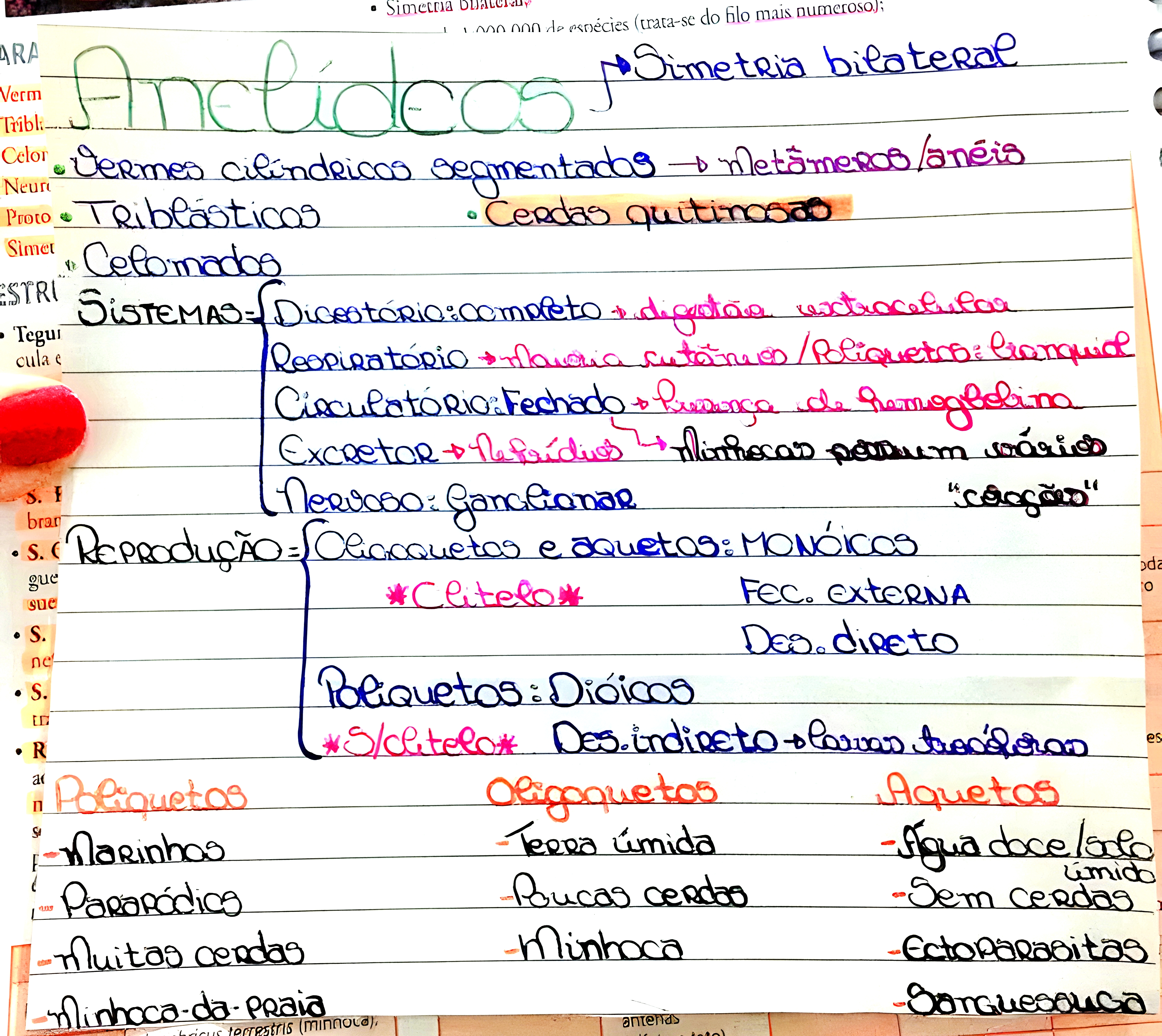 MAPA MENTAL SOBRE ANELIDEOS