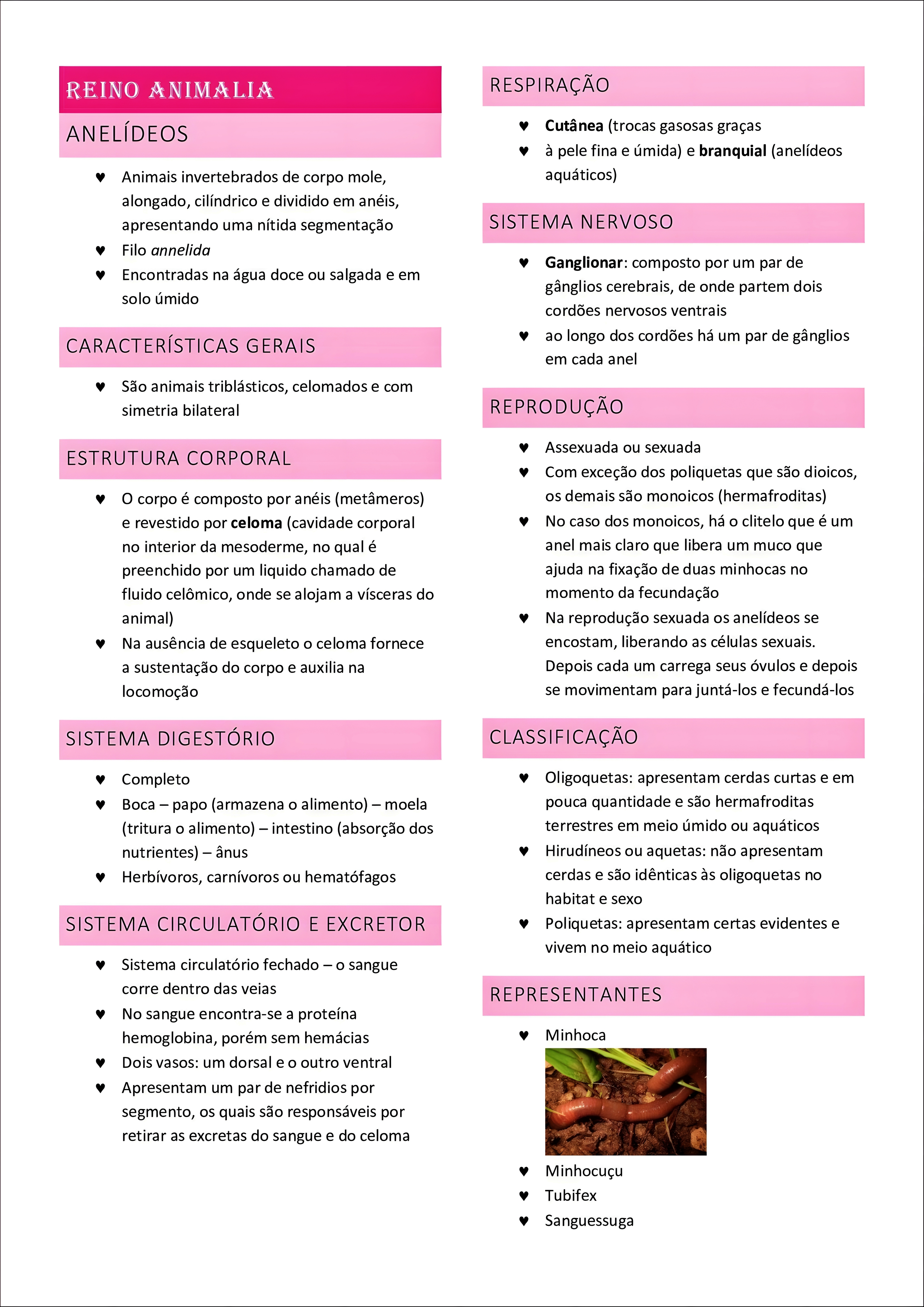 MAPA MENTAL SOBRE ANELIDEOS