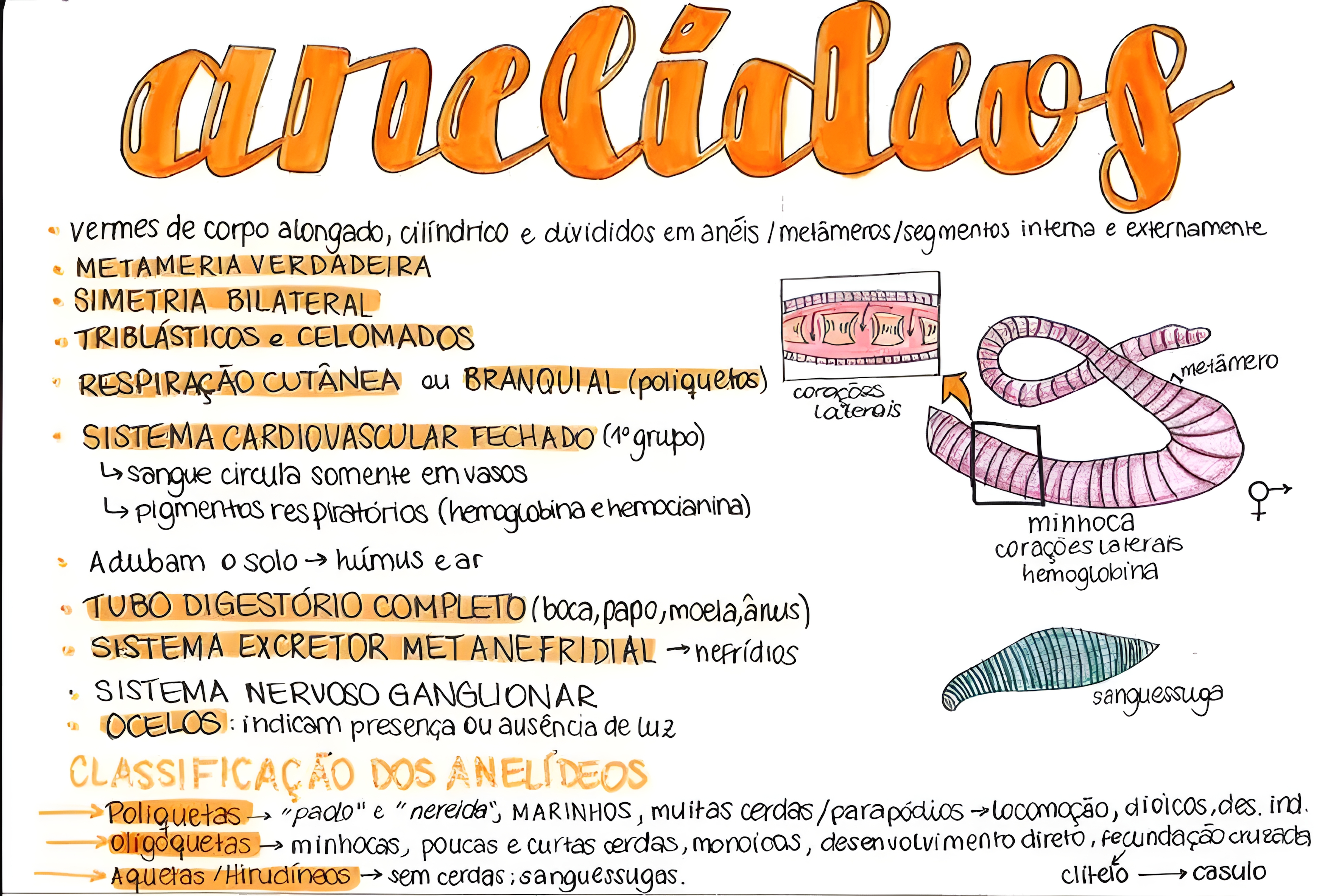 MAPA MENTAL SOBRE ANELIDEOS