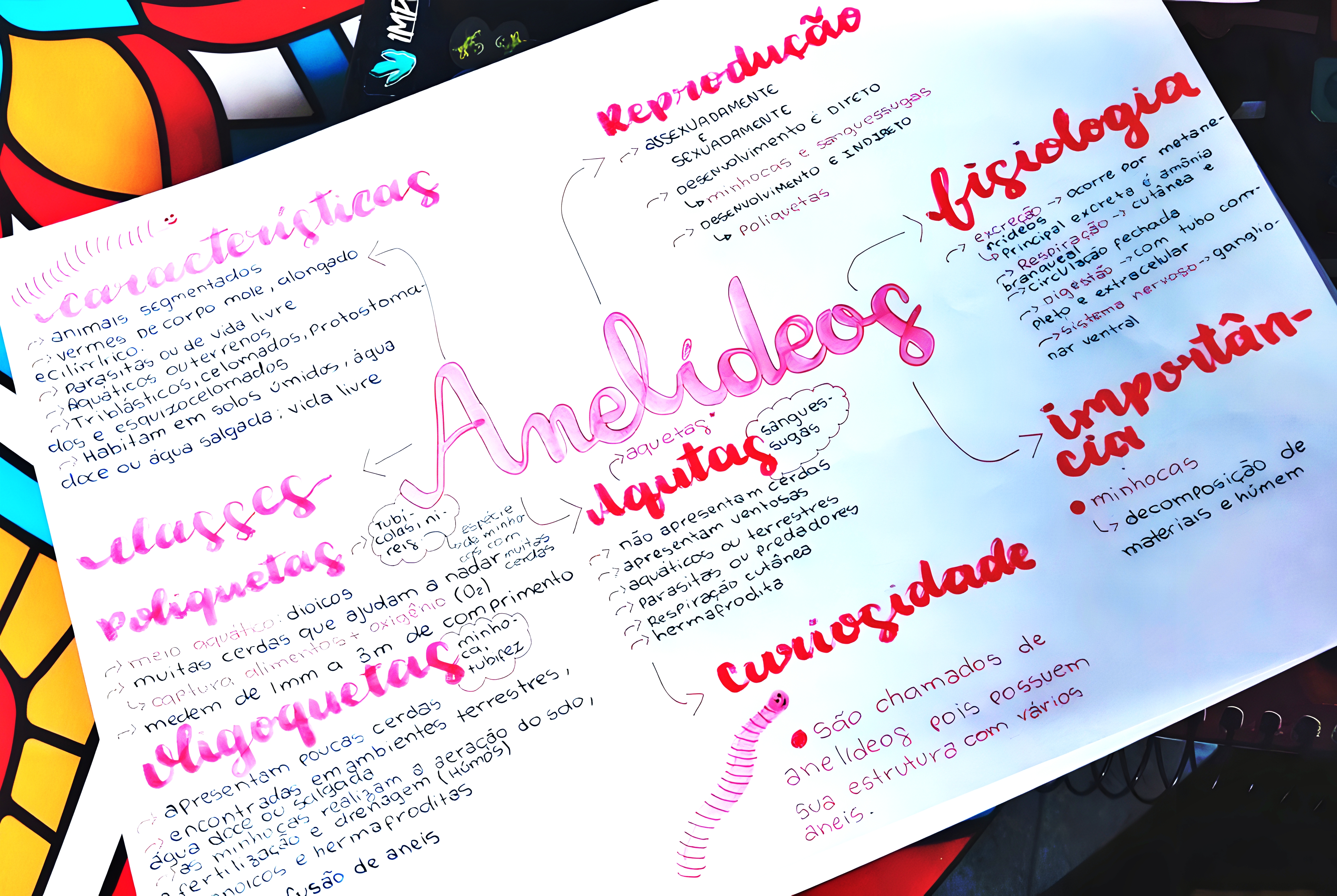 MAPA MENTAL SOBRE ANELIDEOS