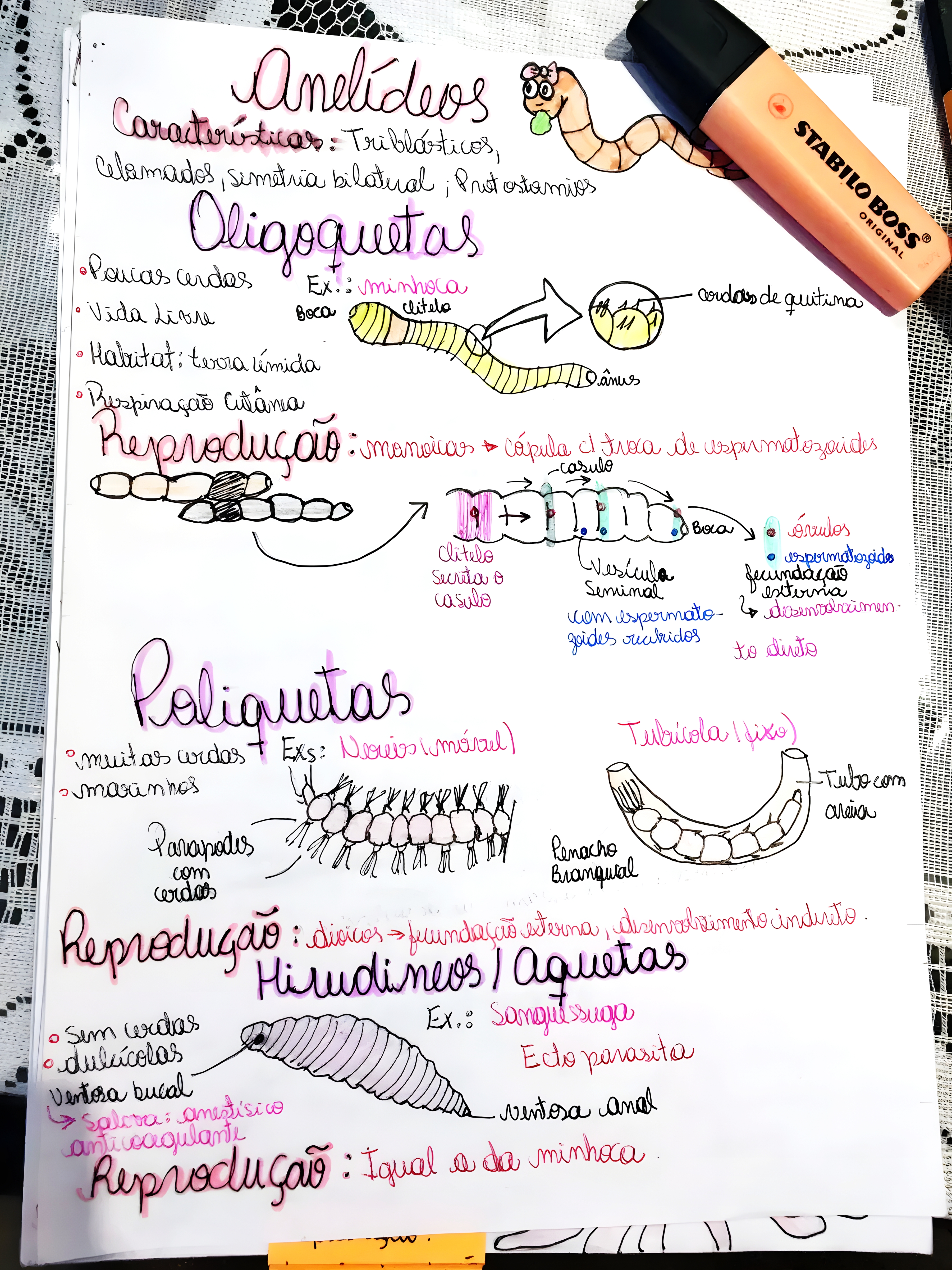 MAPA MENTAL SOBRE ANELIDEOS