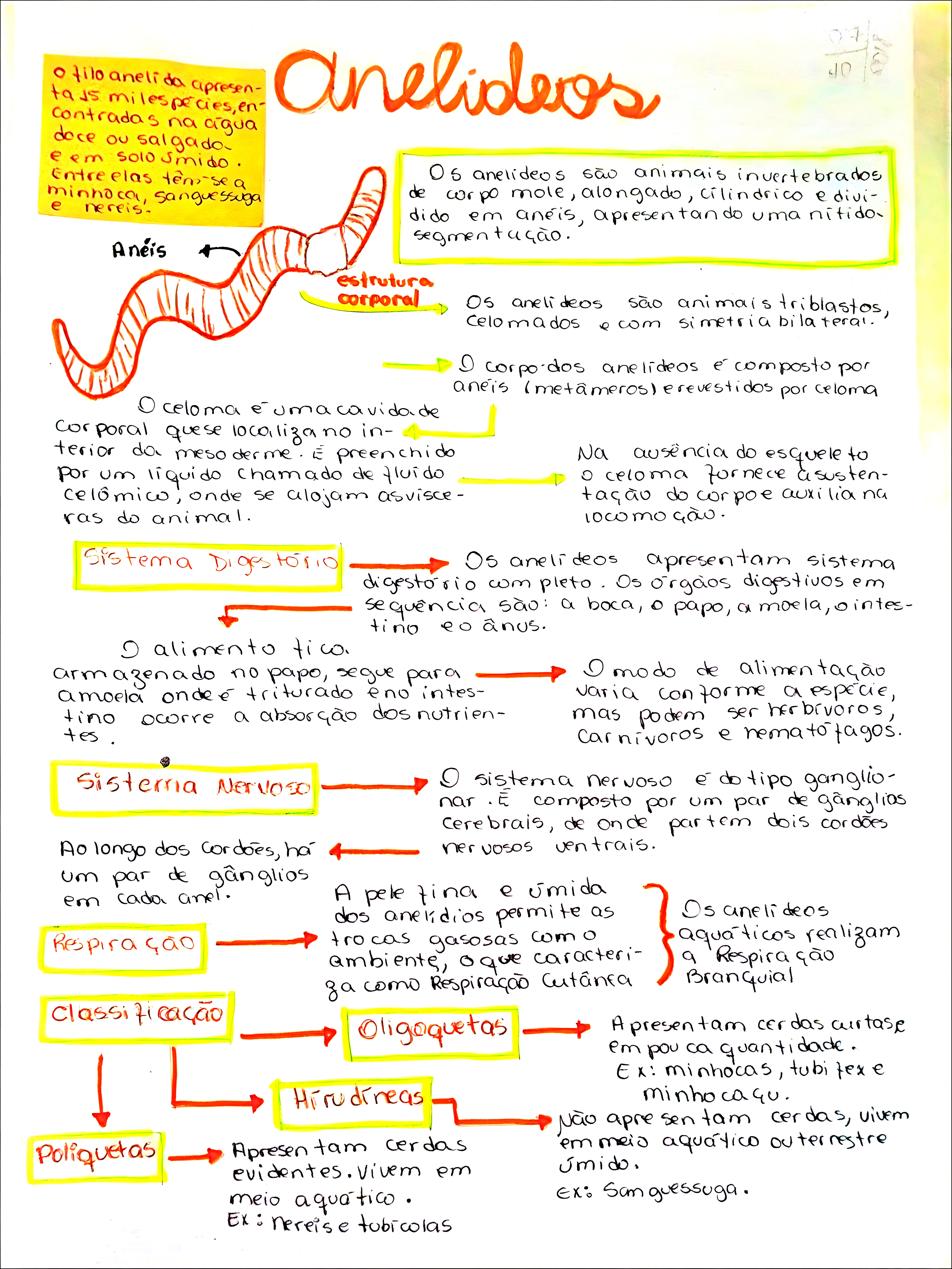 MAPA MENTAL SOBRE ANELIDEOS