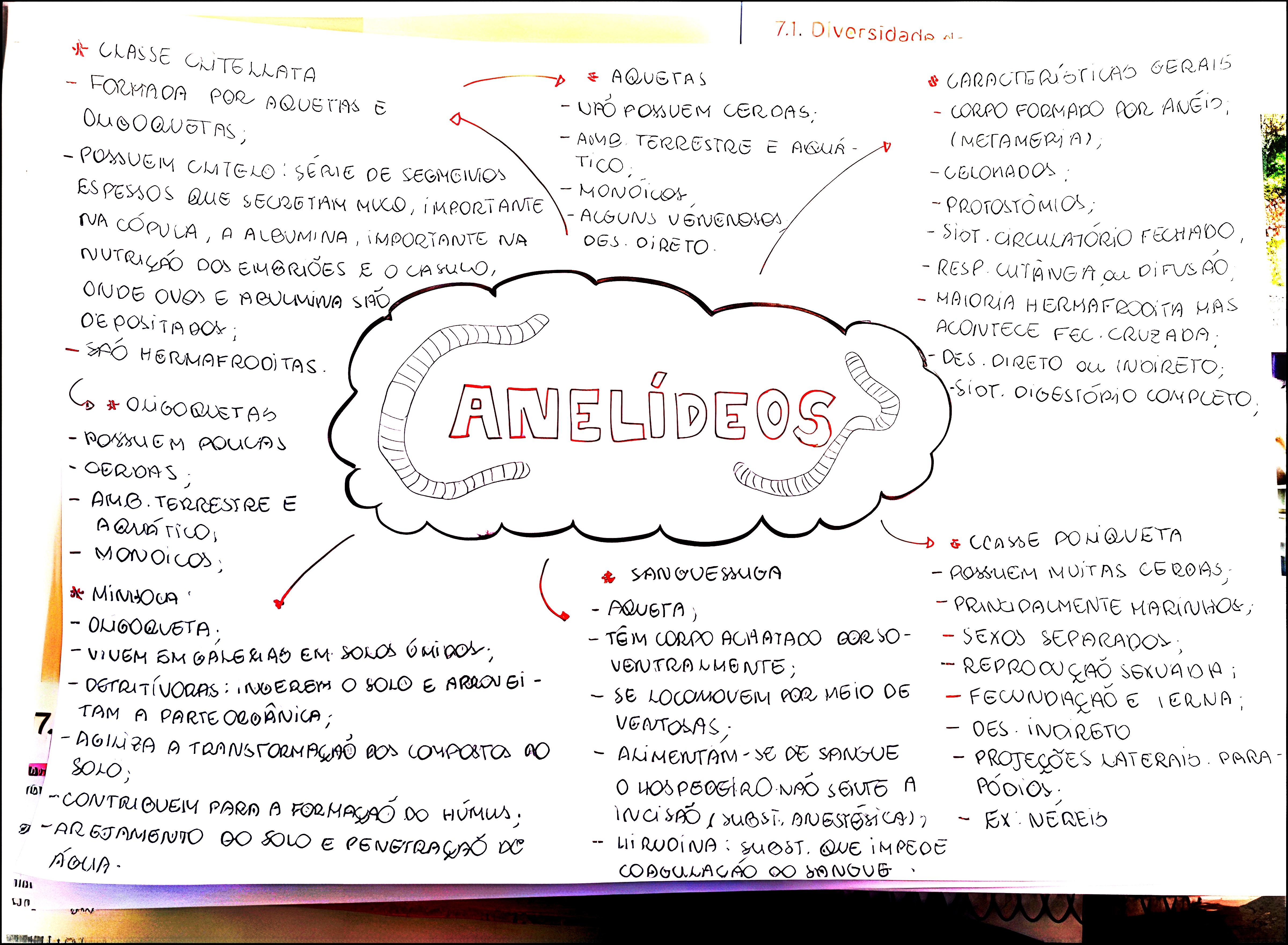 MAPA MENTAL SOBRE ANELIDEOS