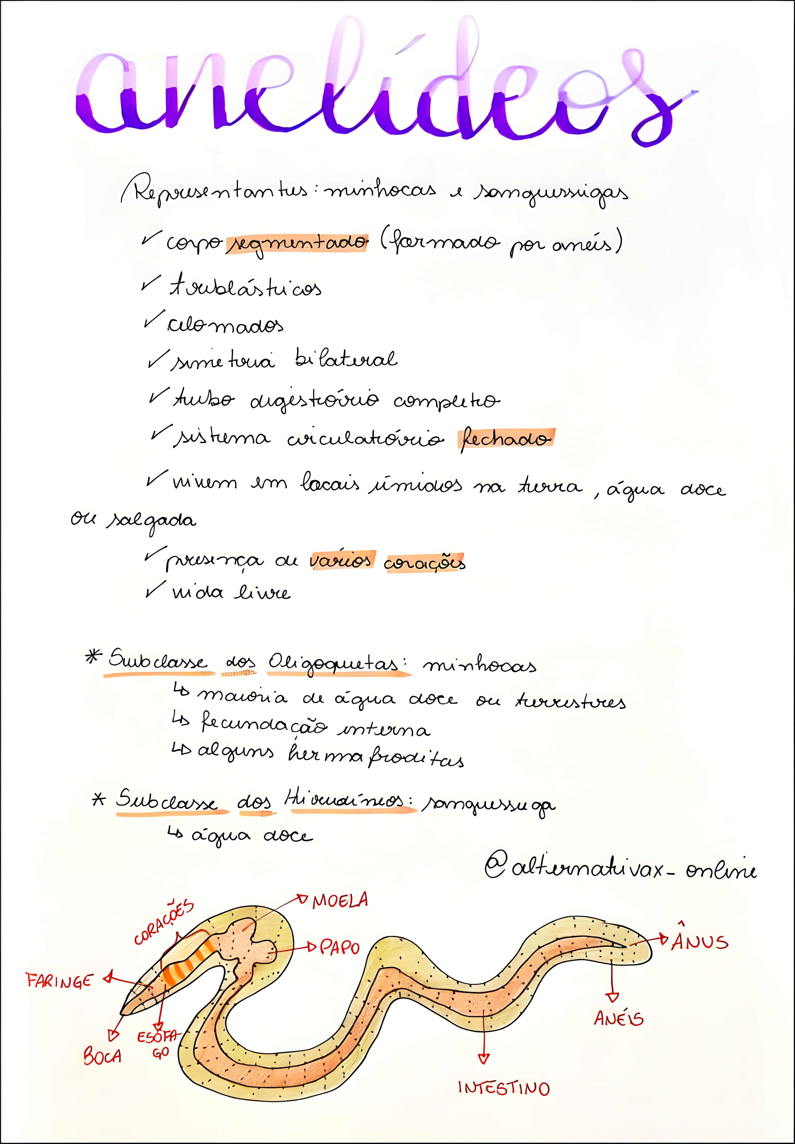MAPA MENTAL SOBRE ANELIDEOS
