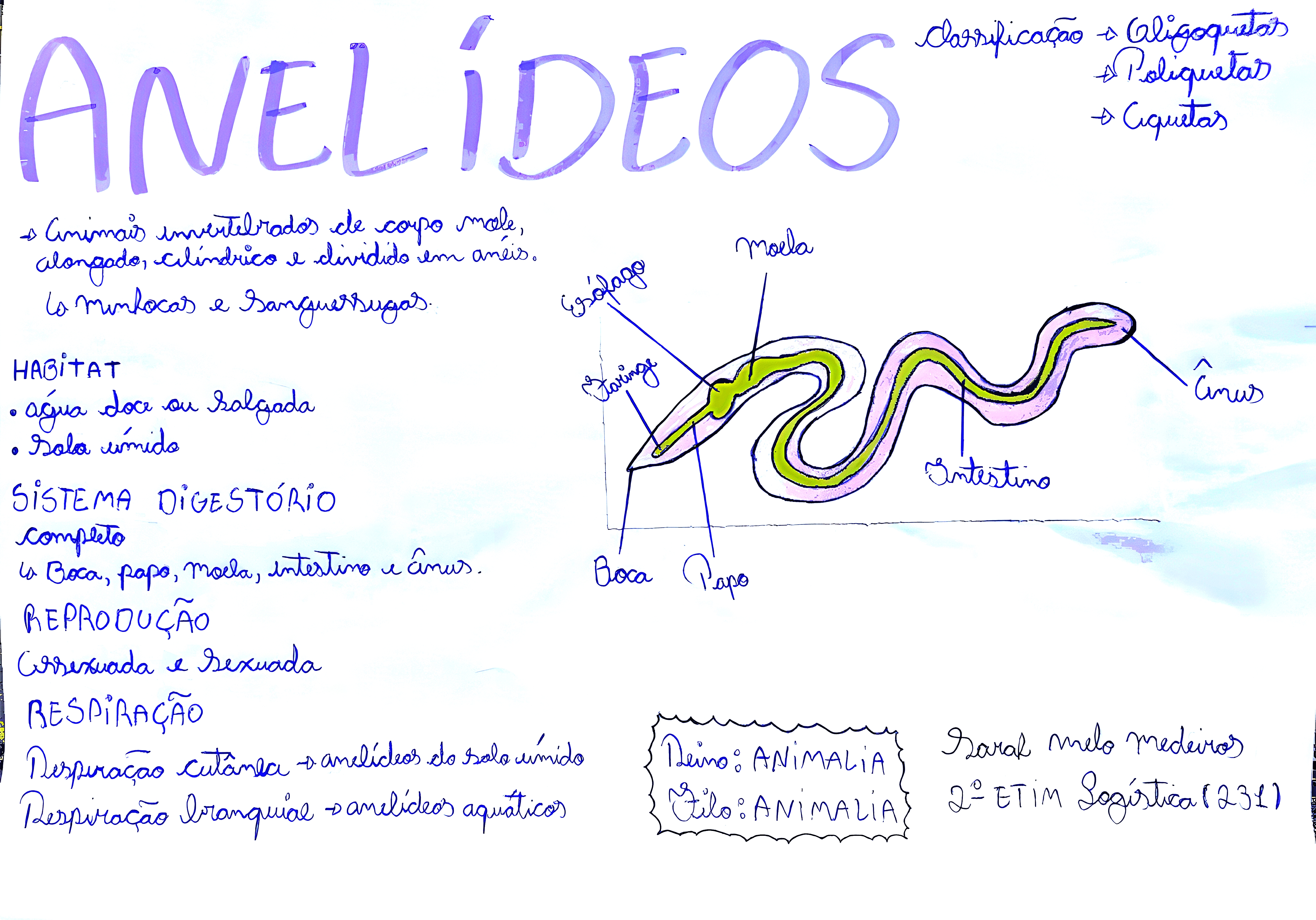 MAPA MENTAL SOBRE ANELIDEOS