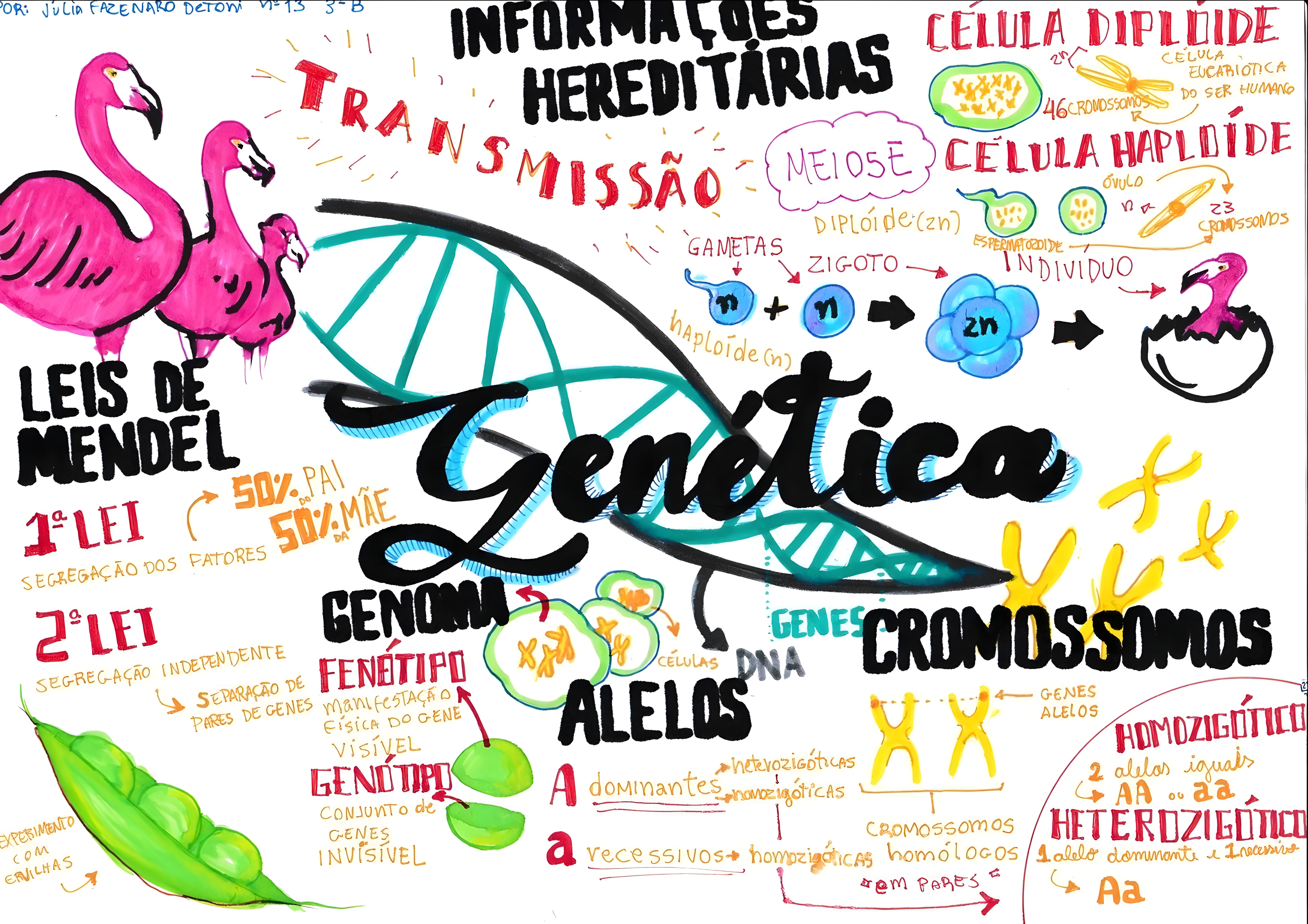 MAPA MENTAL SOBRE CONCEITOS DE GENETICA