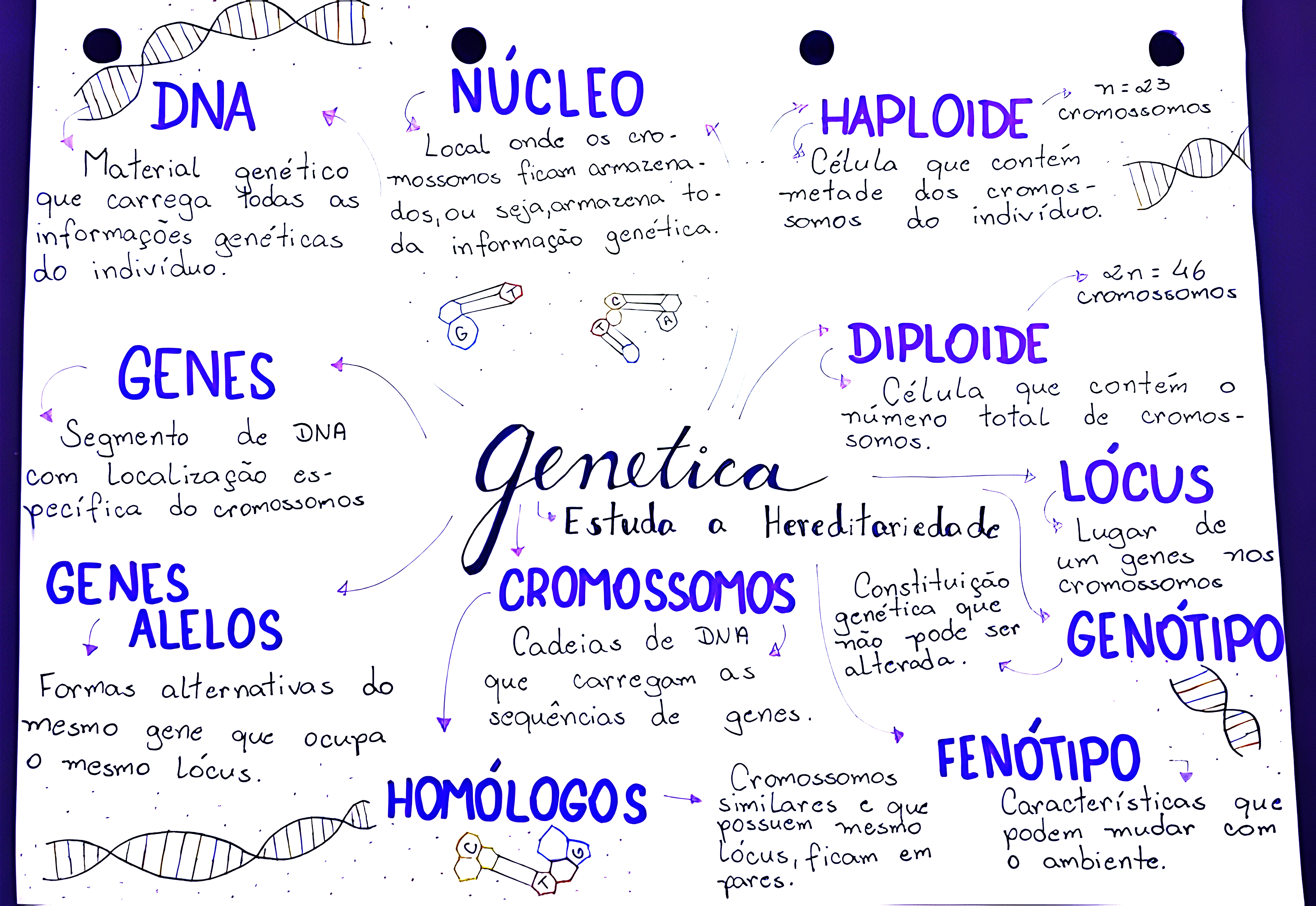 MAPA MENTAL SOBRE CONCEITOS DE GENETICA