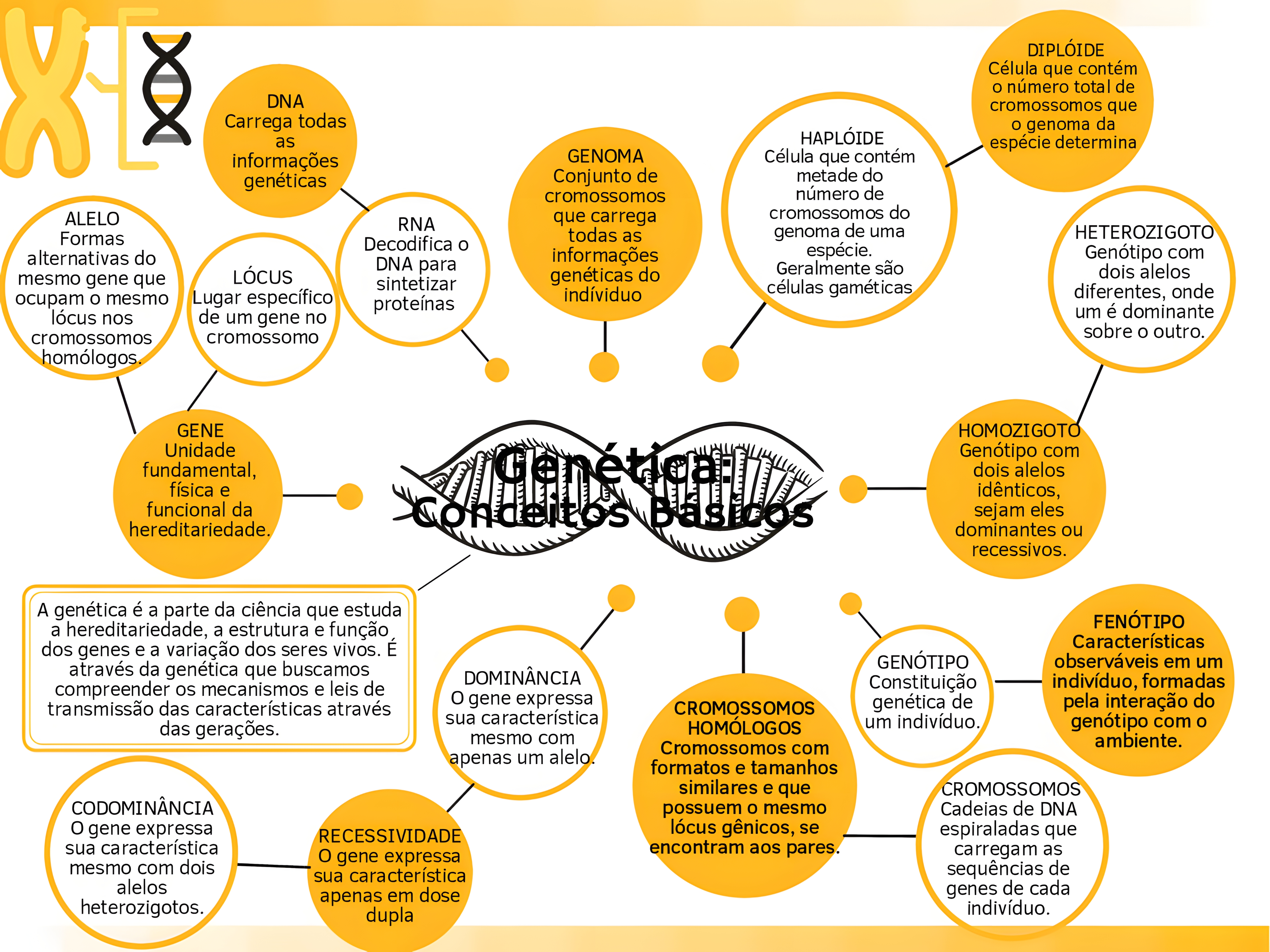 MAPA MENTAL SOBRE CONCEITOS DE GENETICA