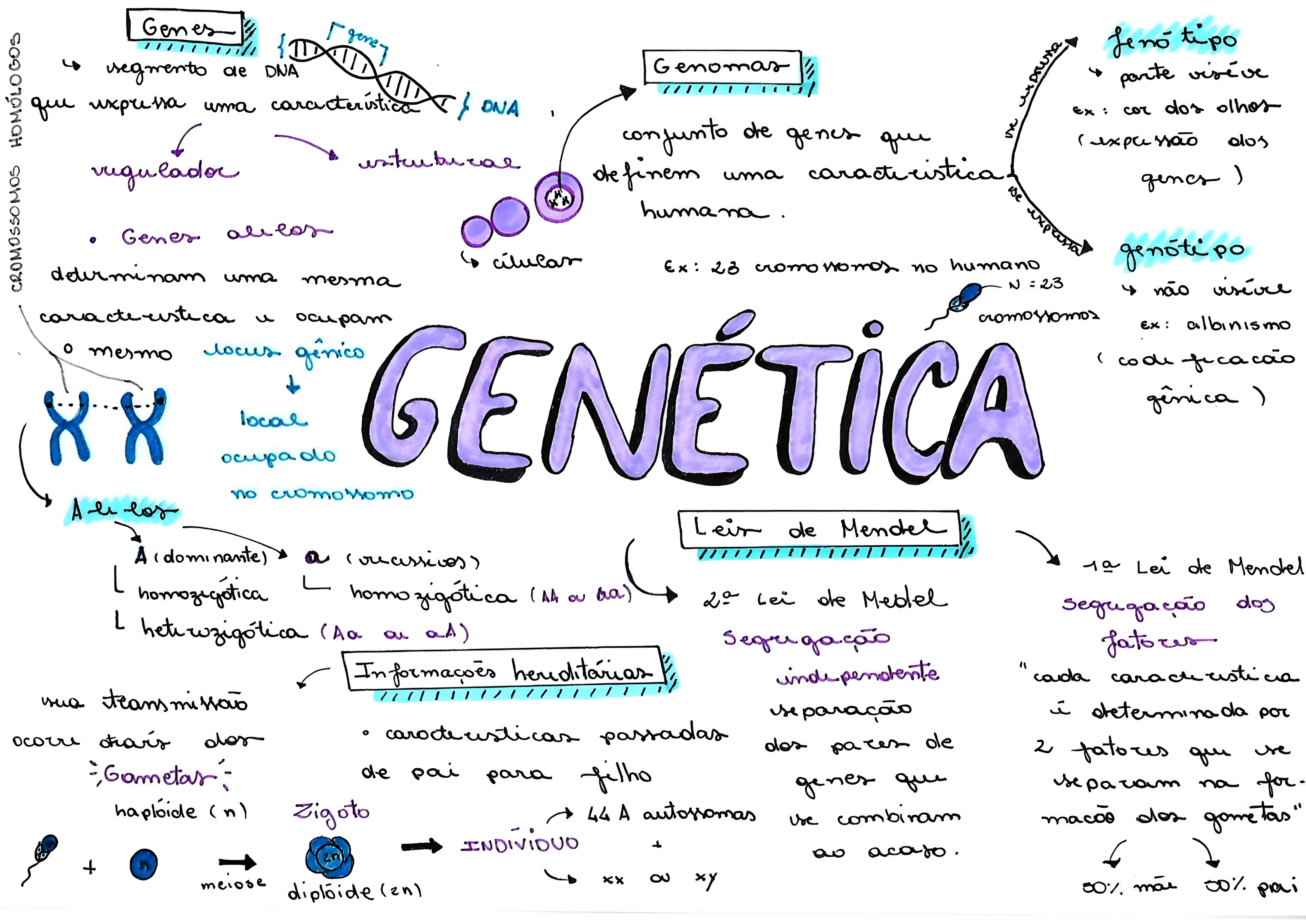 MAPA MENTAL SOBRE CONCEITOS DE GENETICA