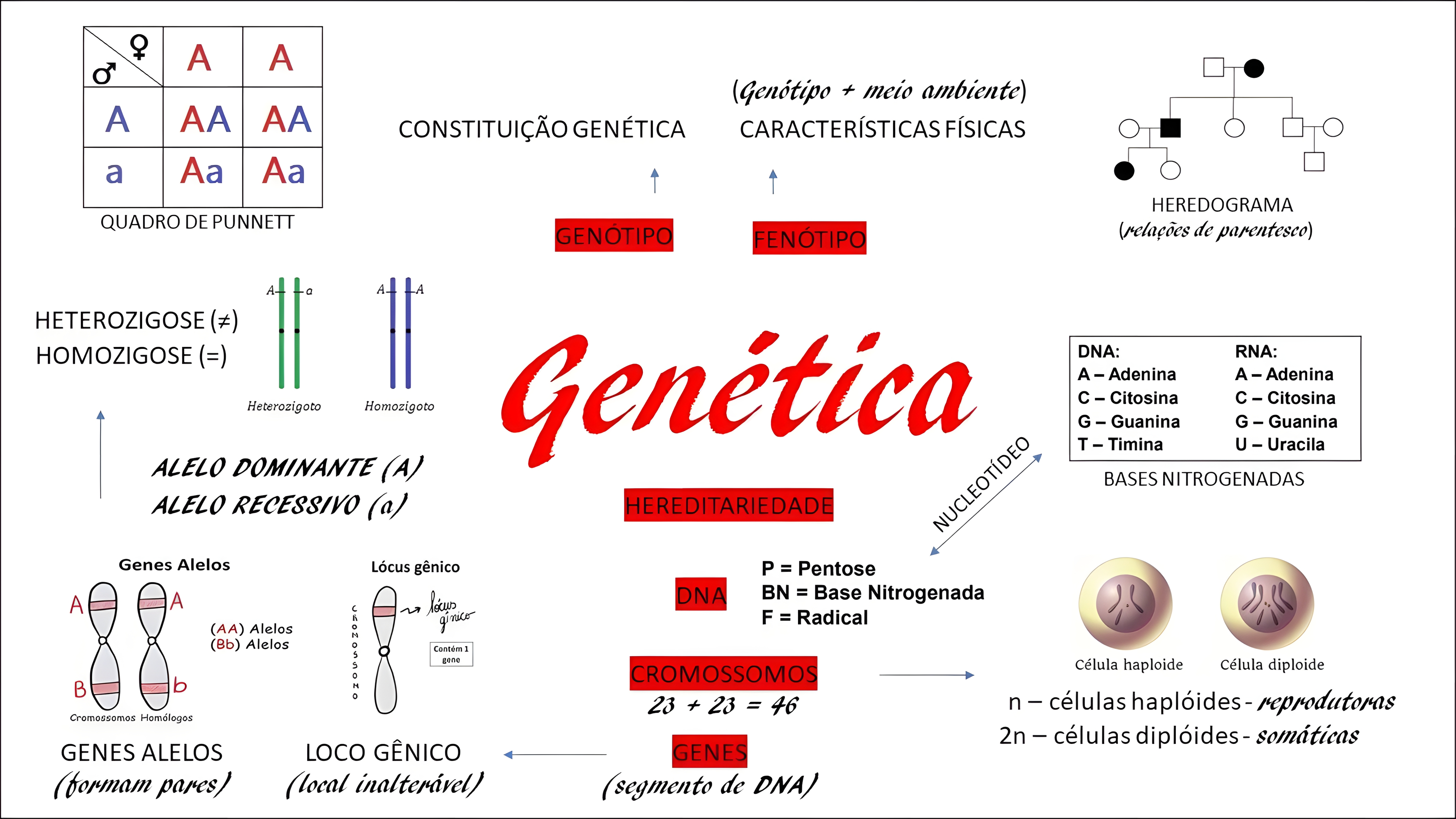 MAPA MENTAL SOBRE CONCEITOS DE GENETICA