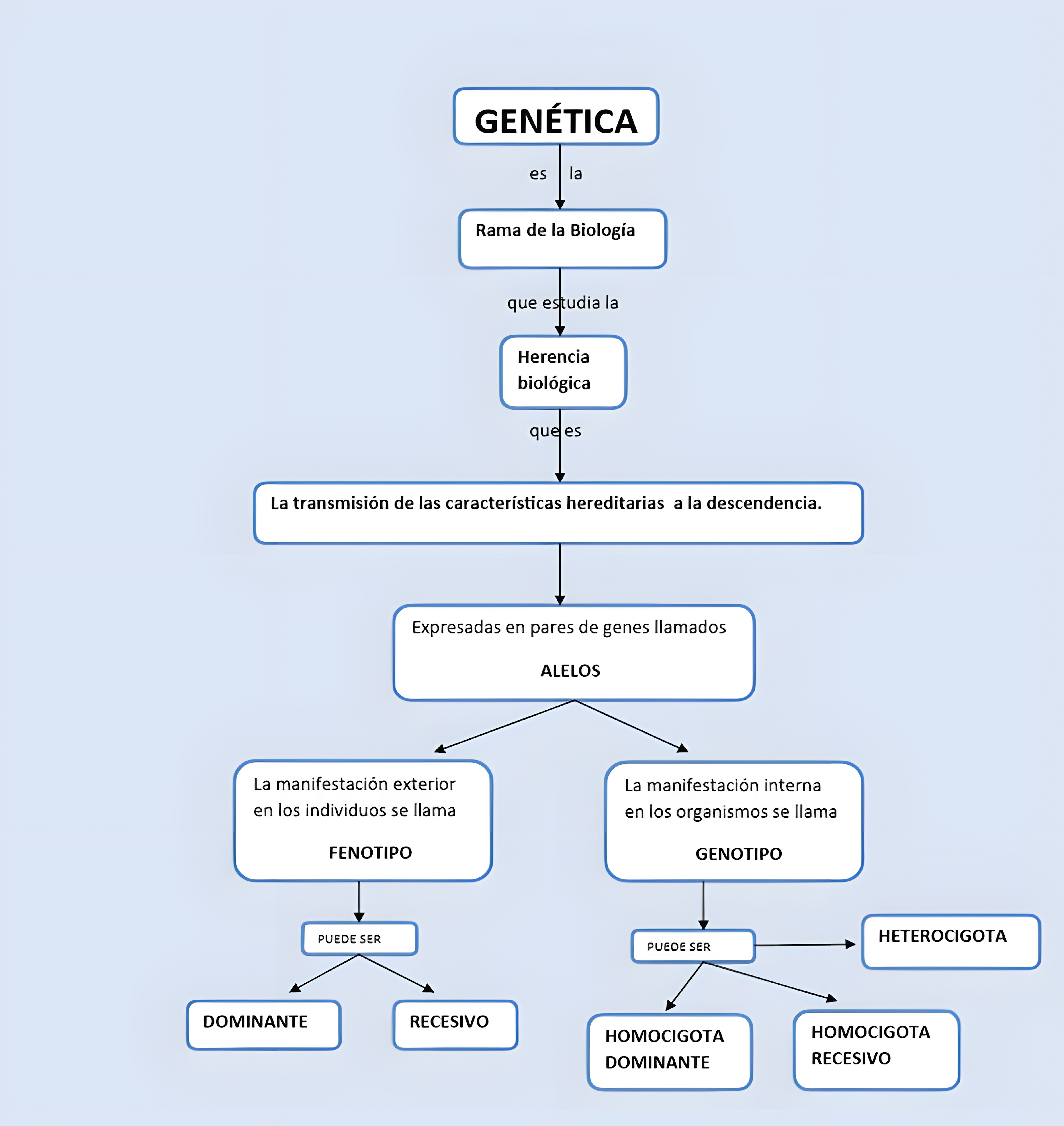 MAPA MENTAL SOBRE CONCEITOS DE GENETICA