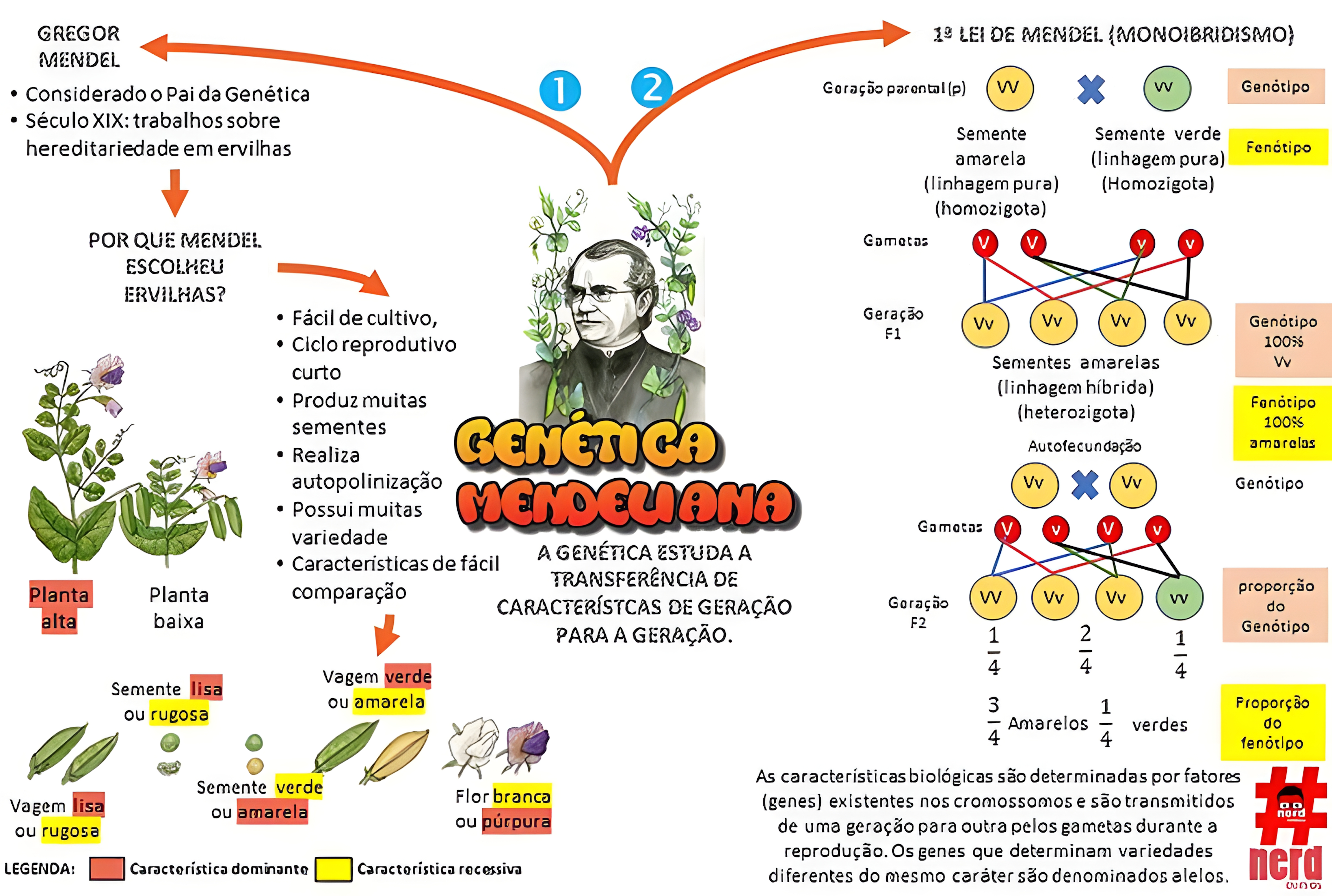 MAPA MENTAL SOBRE CONCEITOS DE GENETICA