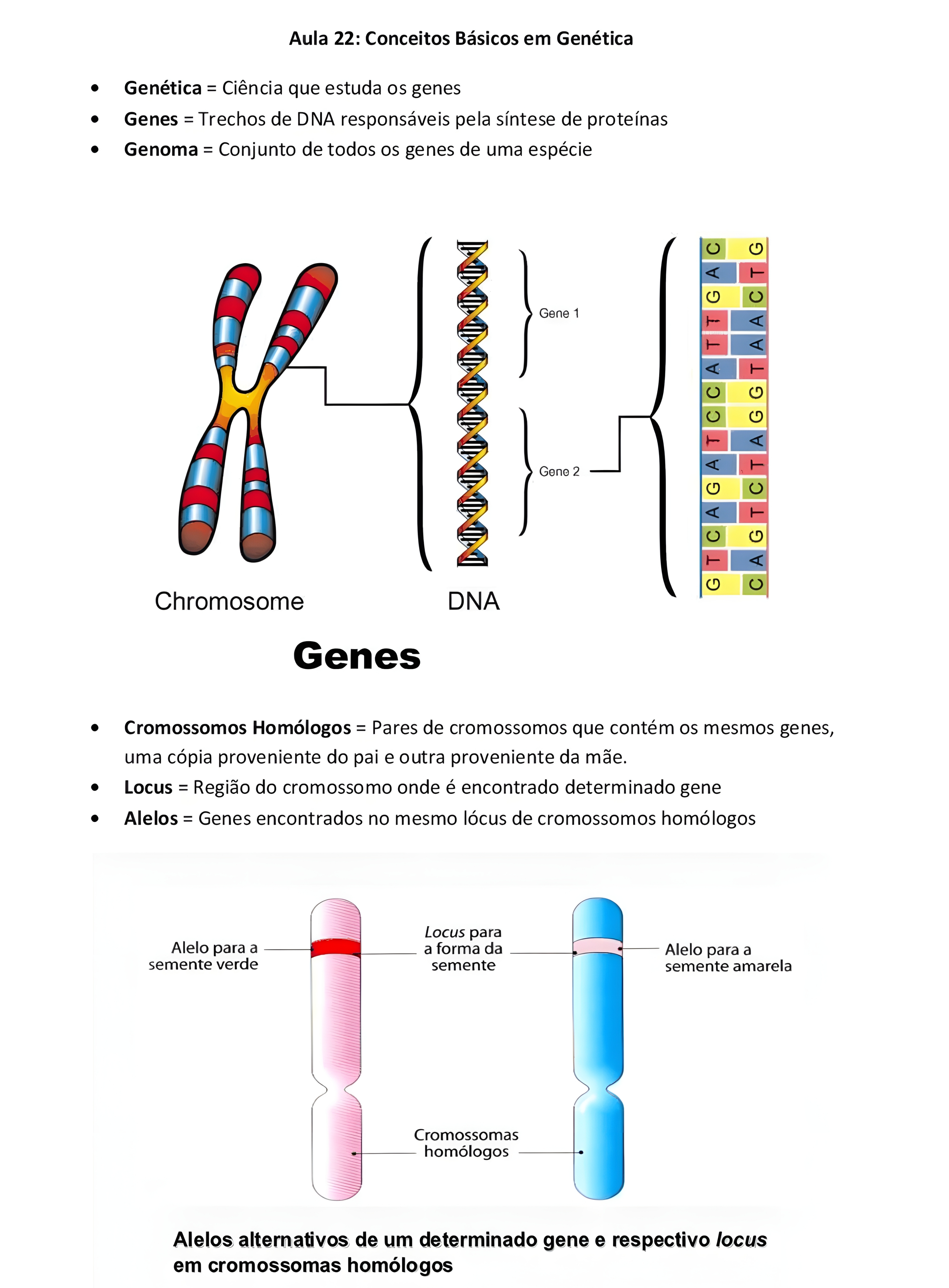 MAPA MENTAL SOBRE CONCEITOS DE GENETICA