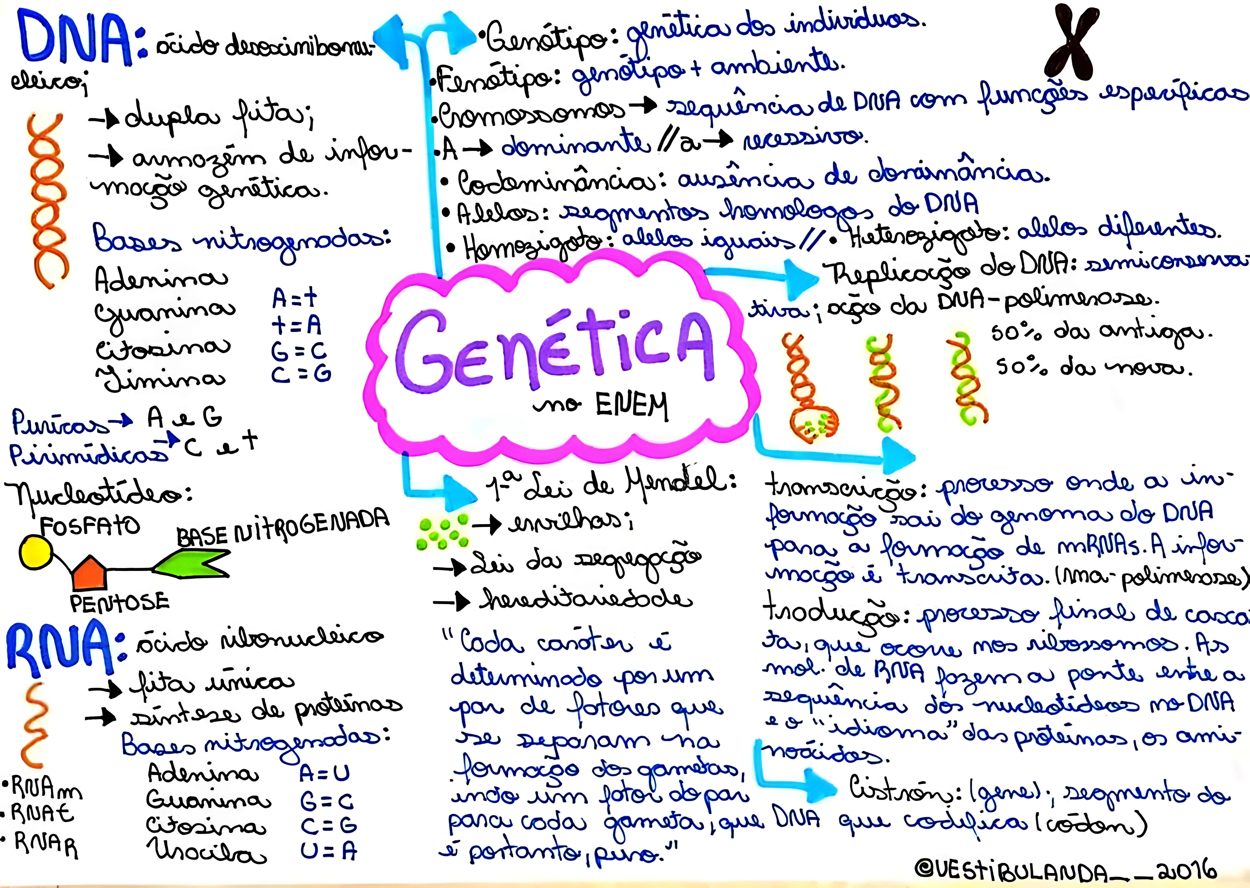 MAPA MENTAL SOBRE CONCEITOS DE GENETICA
