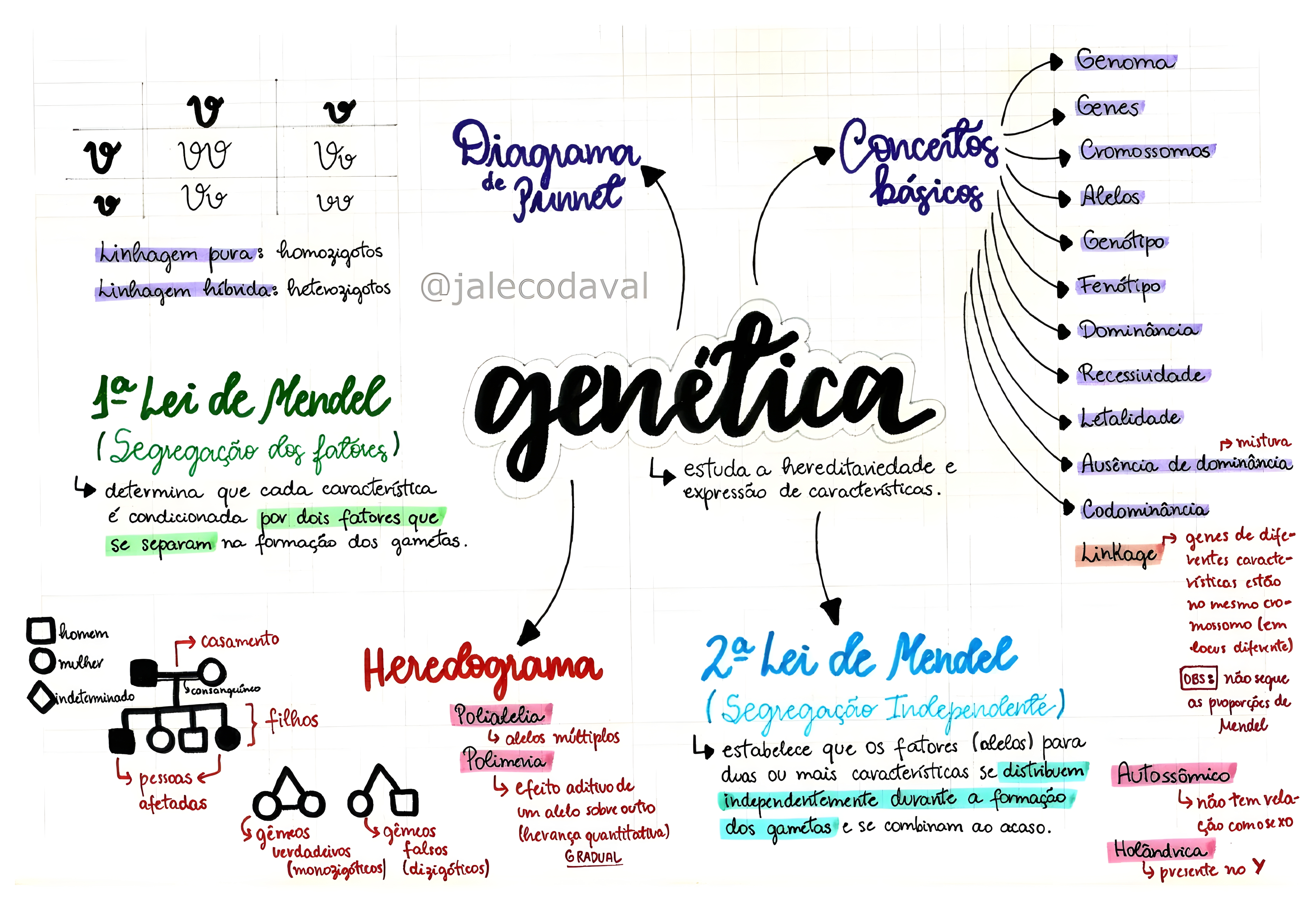 MAPA MENTAL SOBRE CONCEITOS DE GENETICA