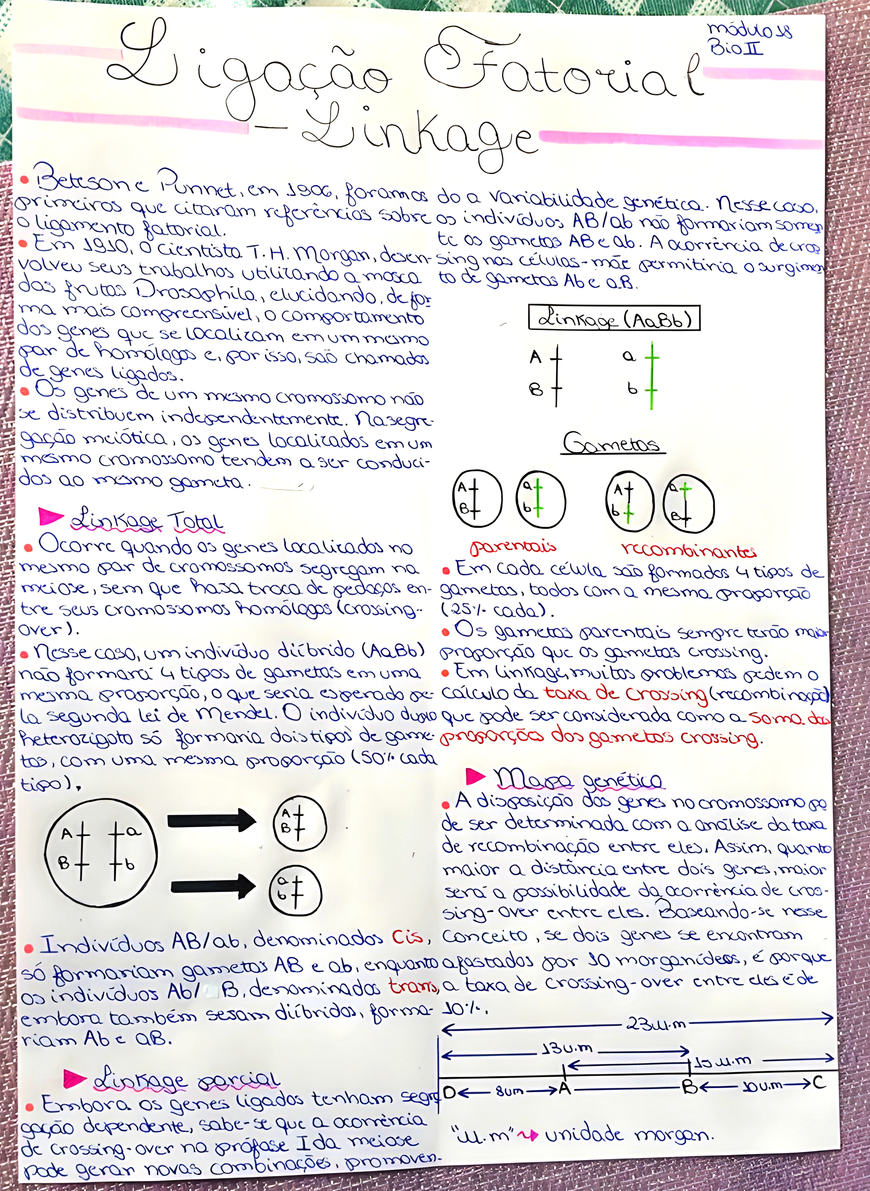 MAPA MENTAL SOBRE LINKAGE