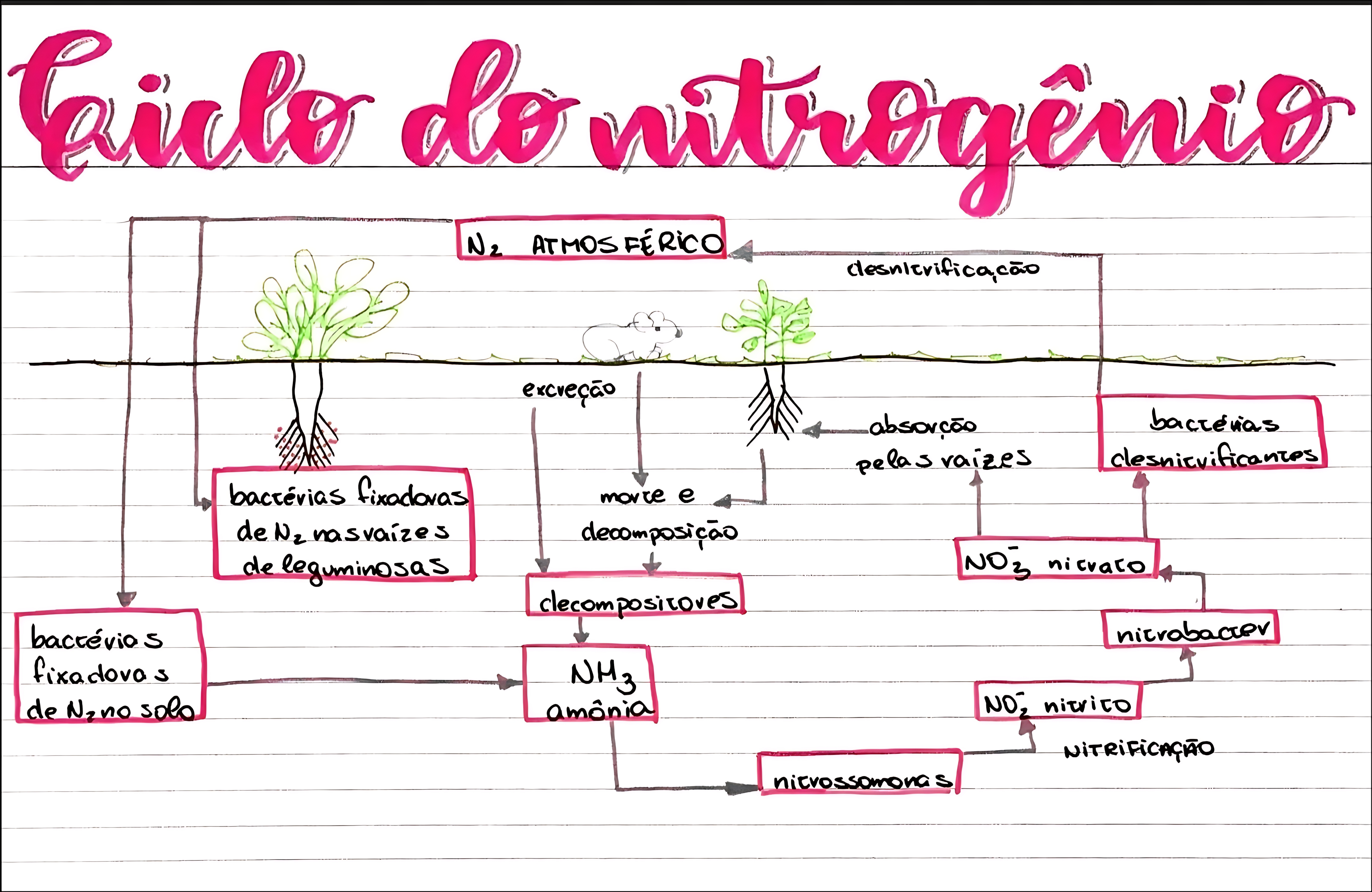 MAPA MENTAL SOBRE NITROGENIO