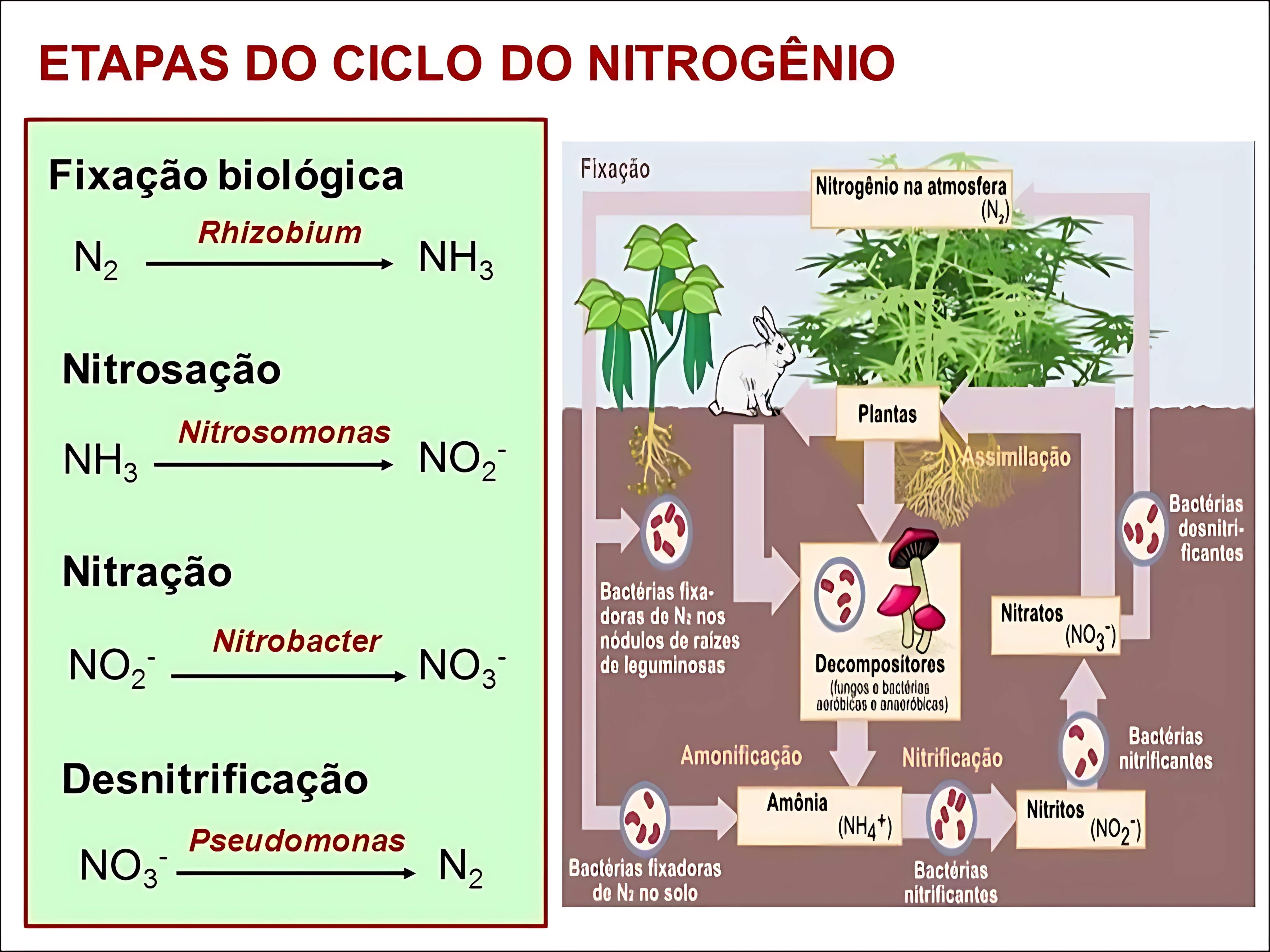 MAPA MENTAL SOBRE NITROGENIO