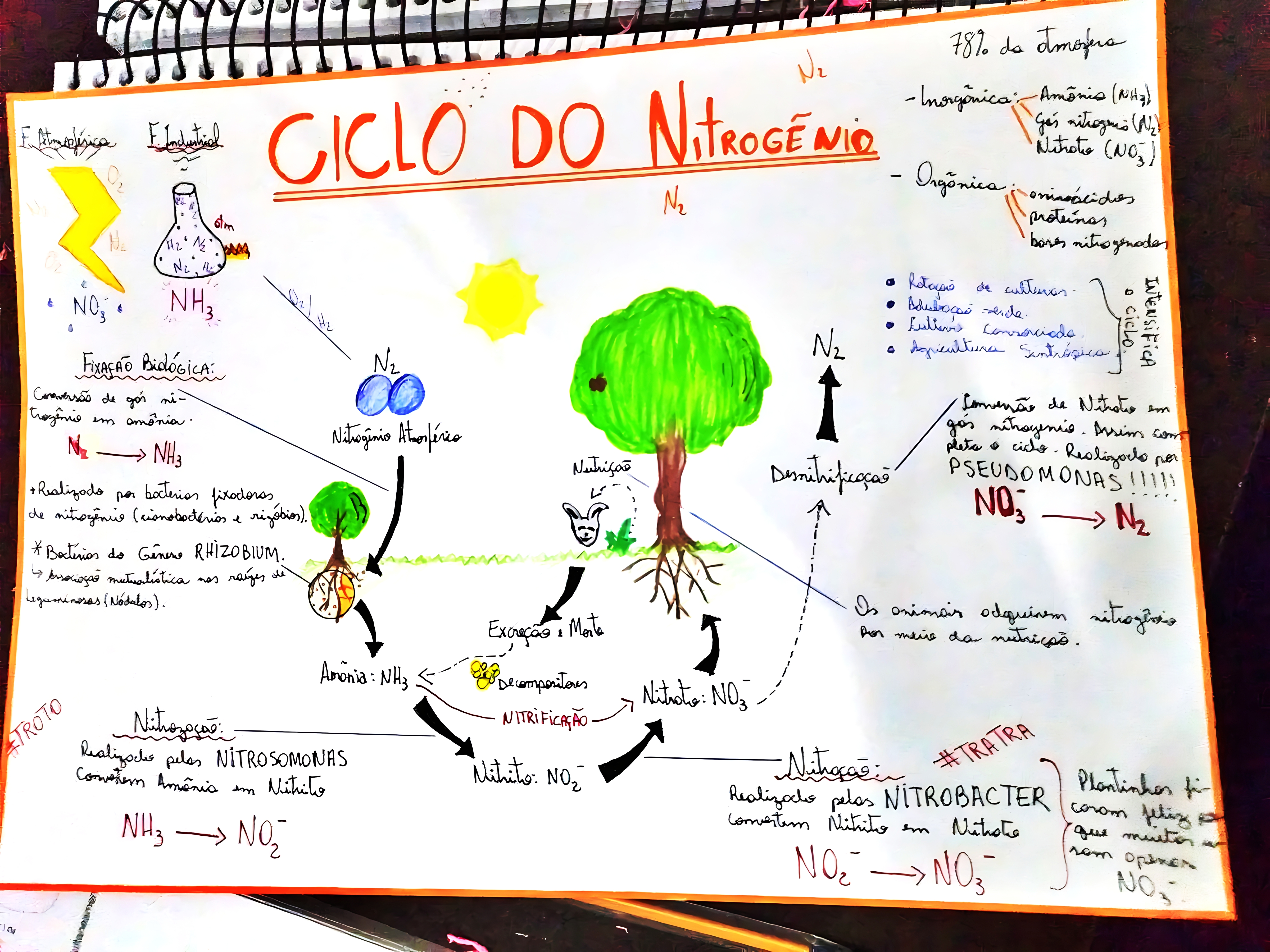 MAPA MENTAL SOBRE NITROGENIO