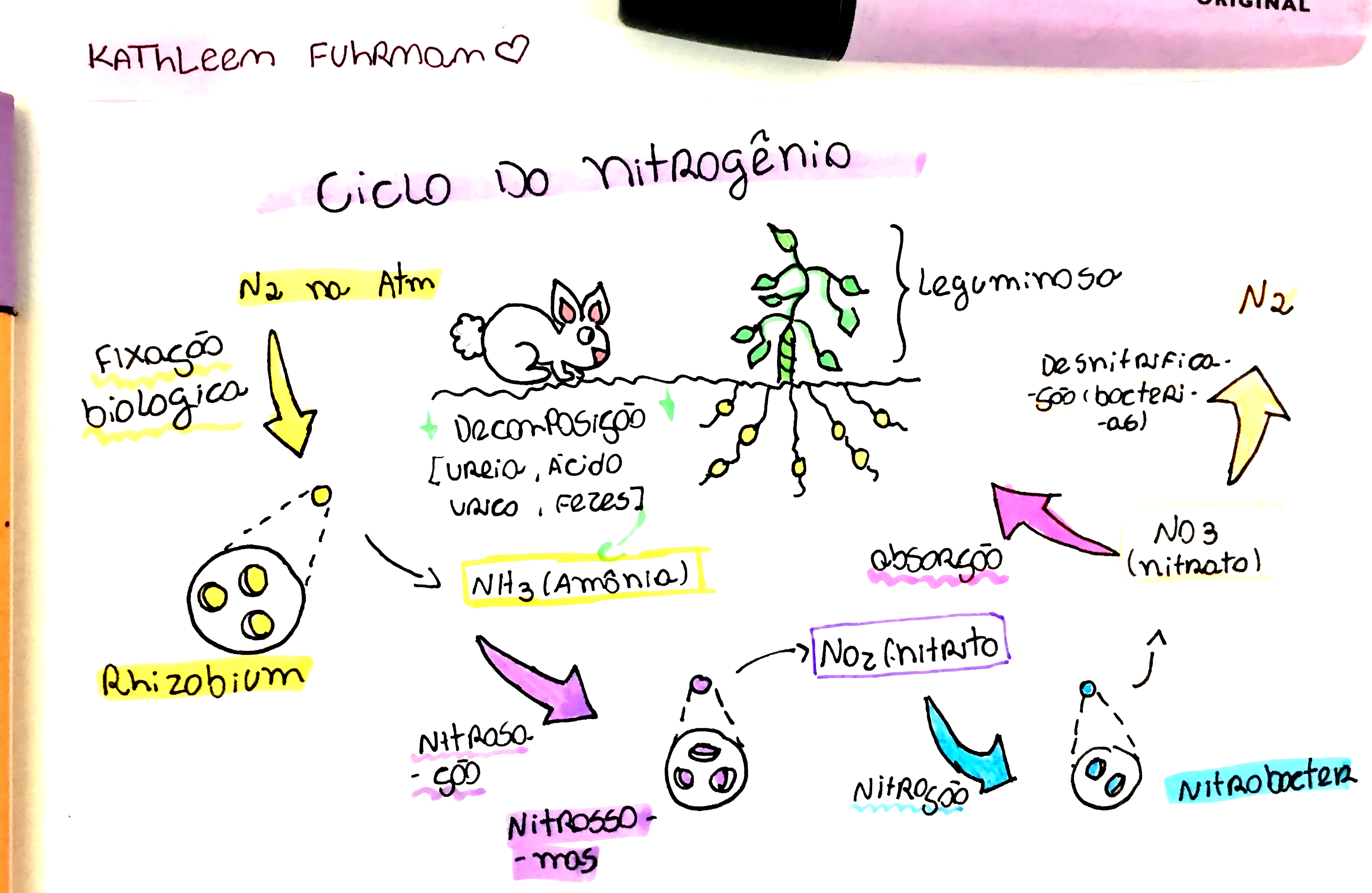 MAPA MENTAL SOBRE NITROGENIO
