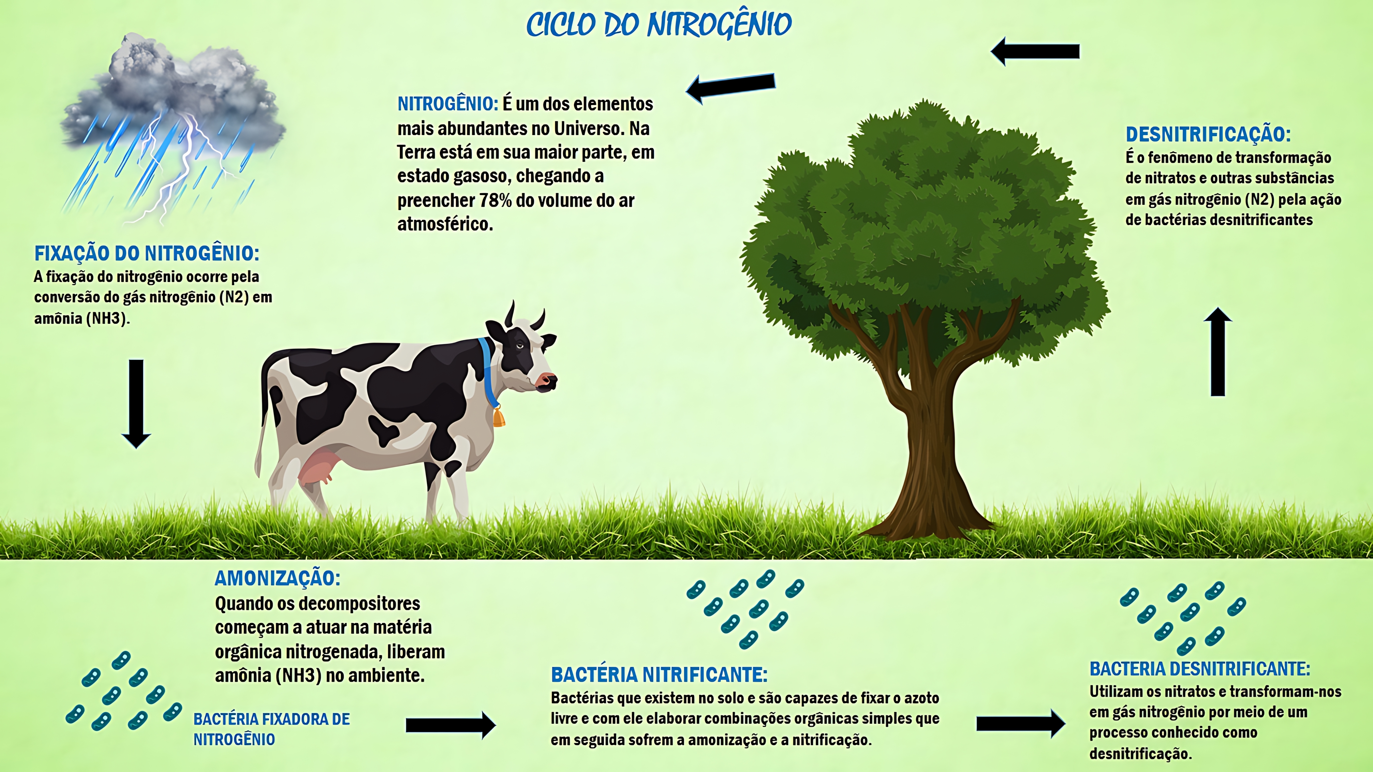 MAPA MENTAL SOBRE NITROGENIO