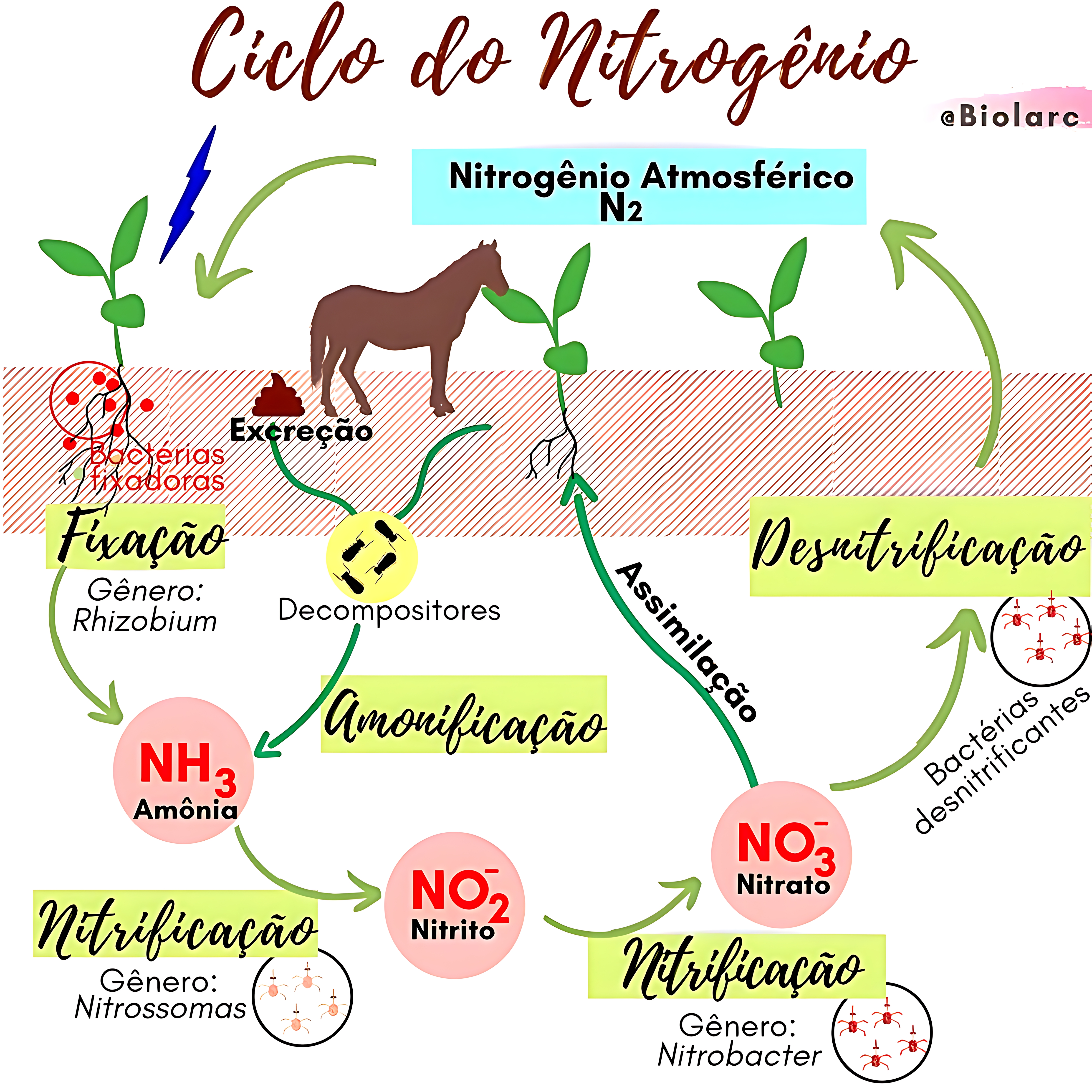 MAPA MENTAL SOBRE NITROGENIO