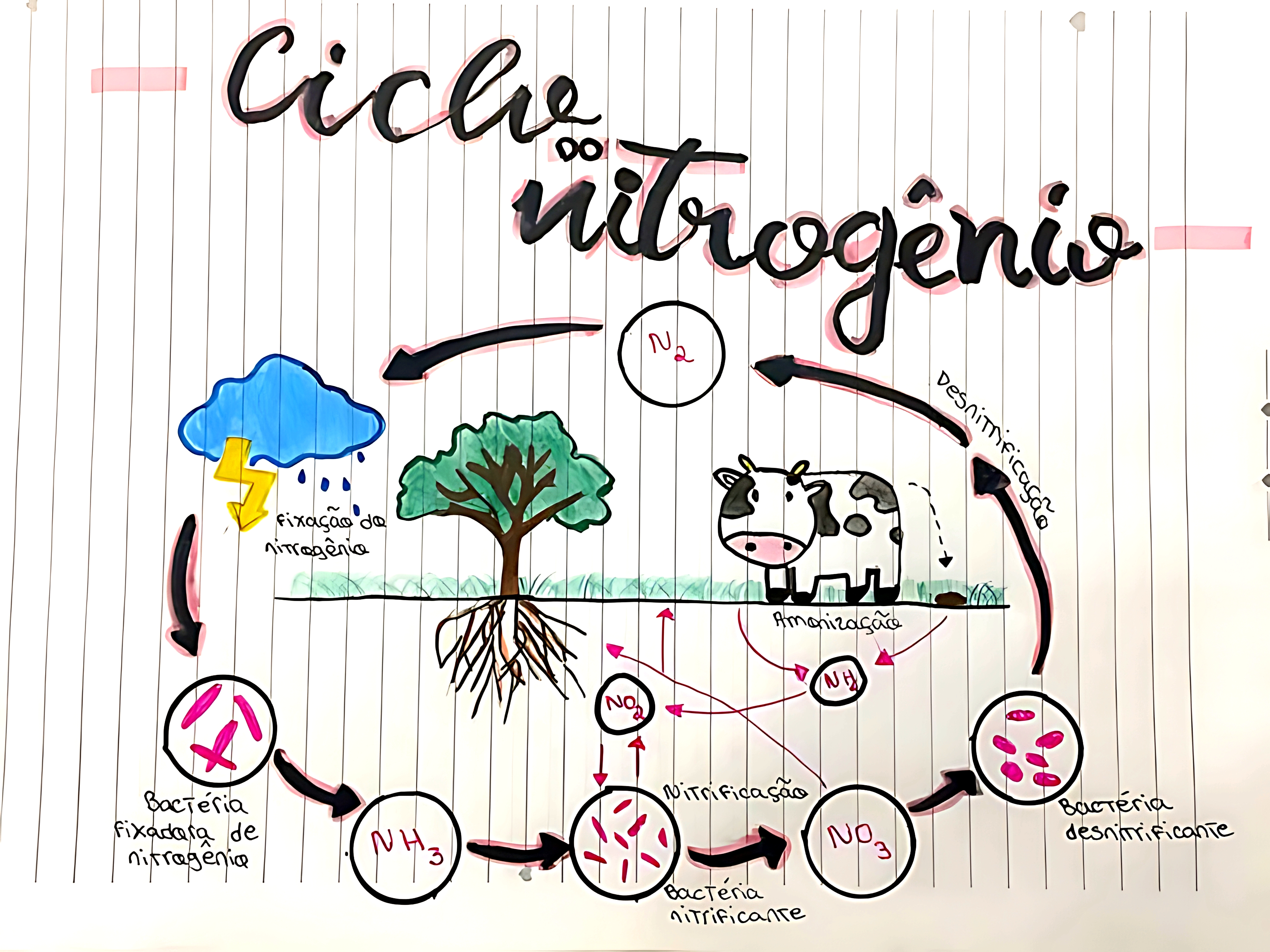 MAPA MENTAL SOBRE NITROGENIO
