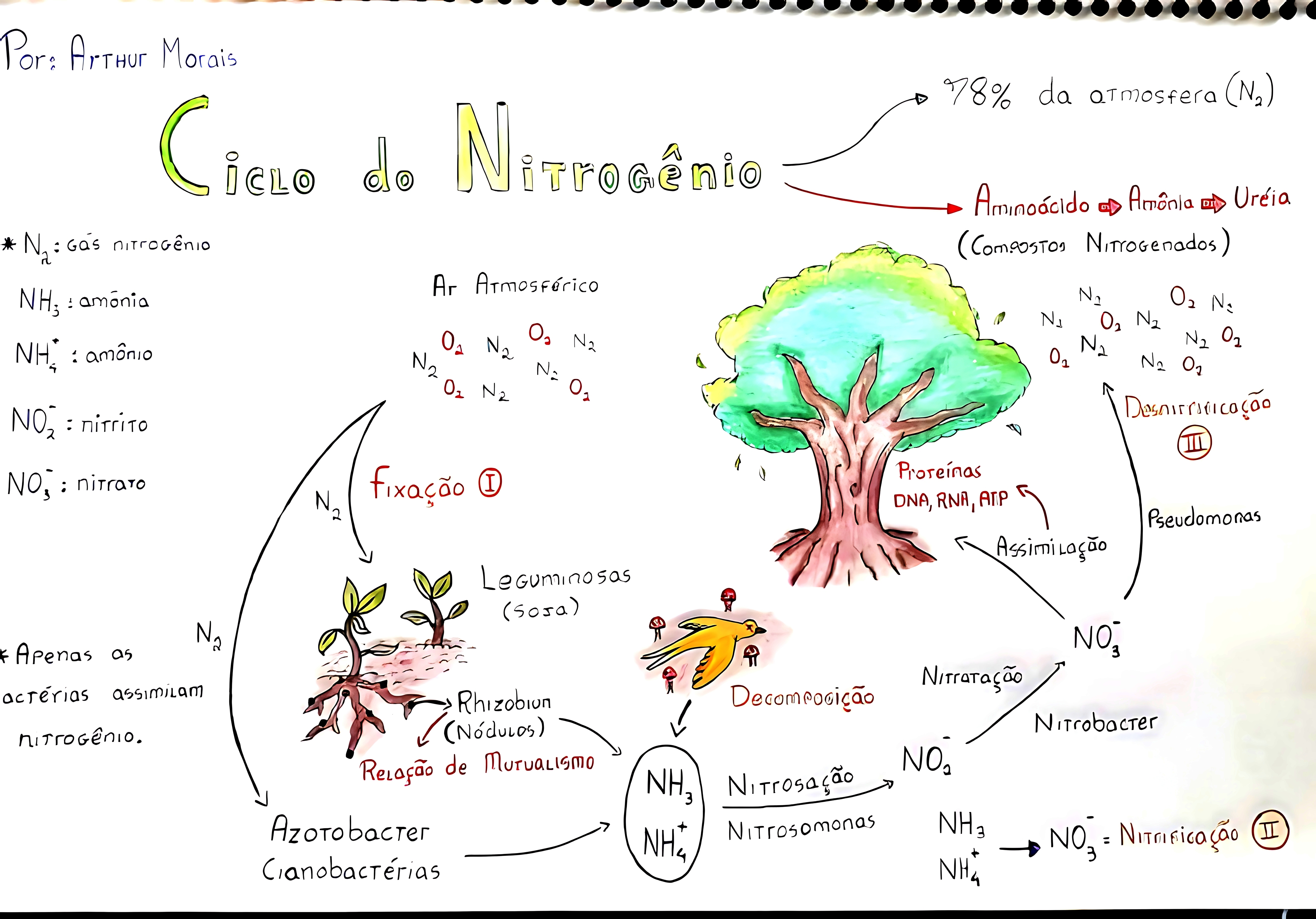 MAPA MENTAL SOBRE NITROGENIO