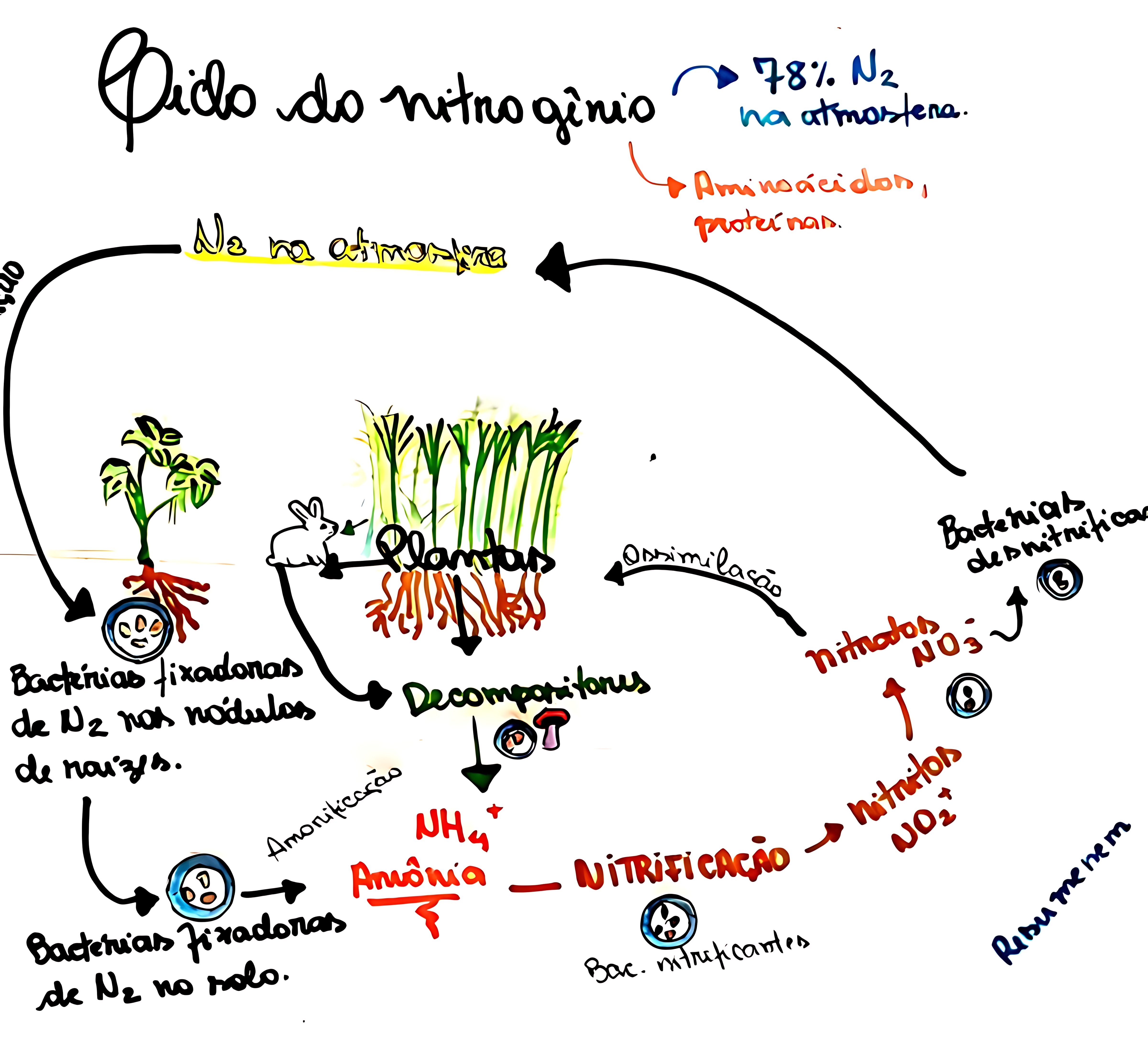 MAPA MENTAL SOBRE NITROGENIO