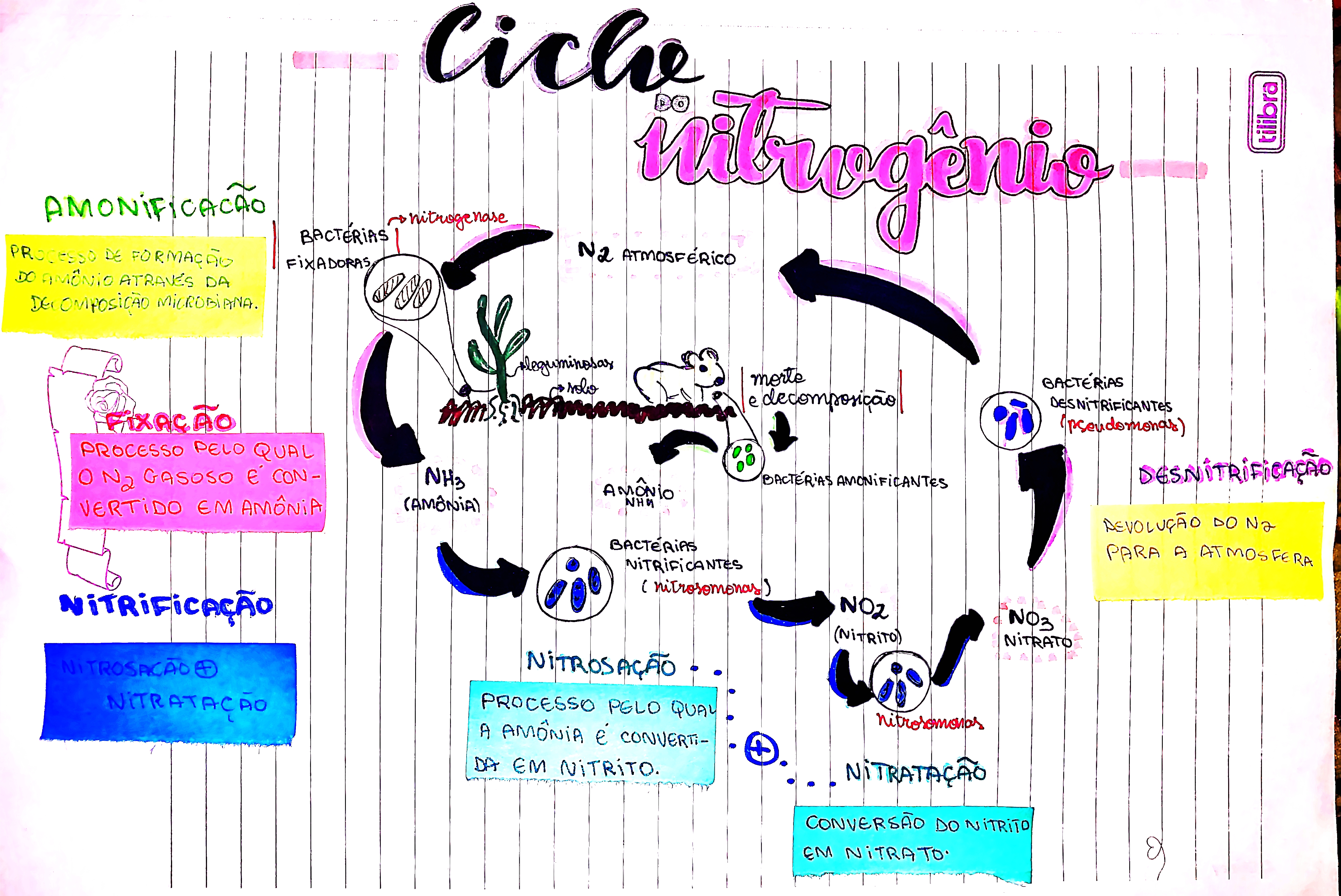 MAPA MENTAL SOBRE NITROGENIO