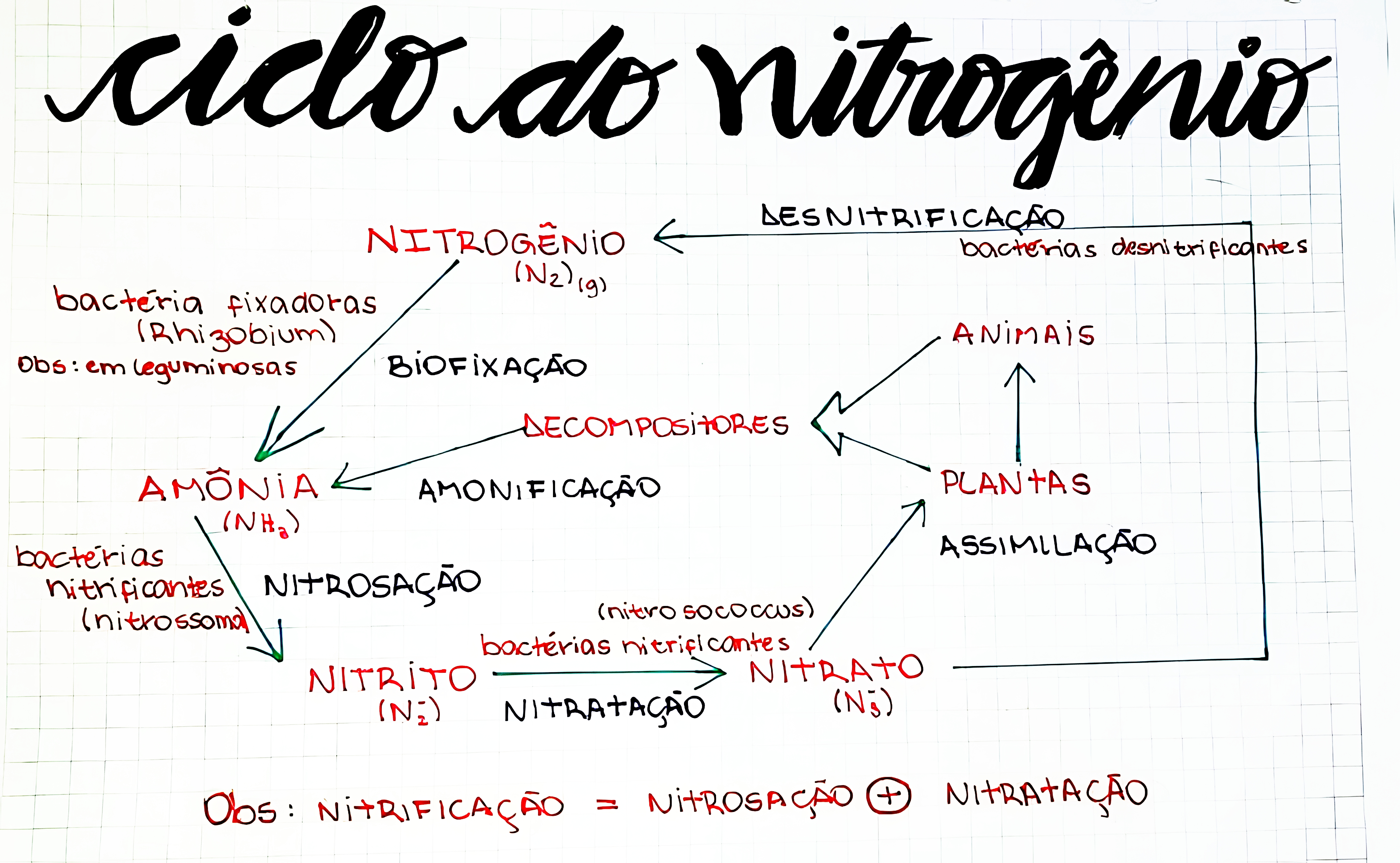 MAPA MENTAL SOBRE NITROGENIO