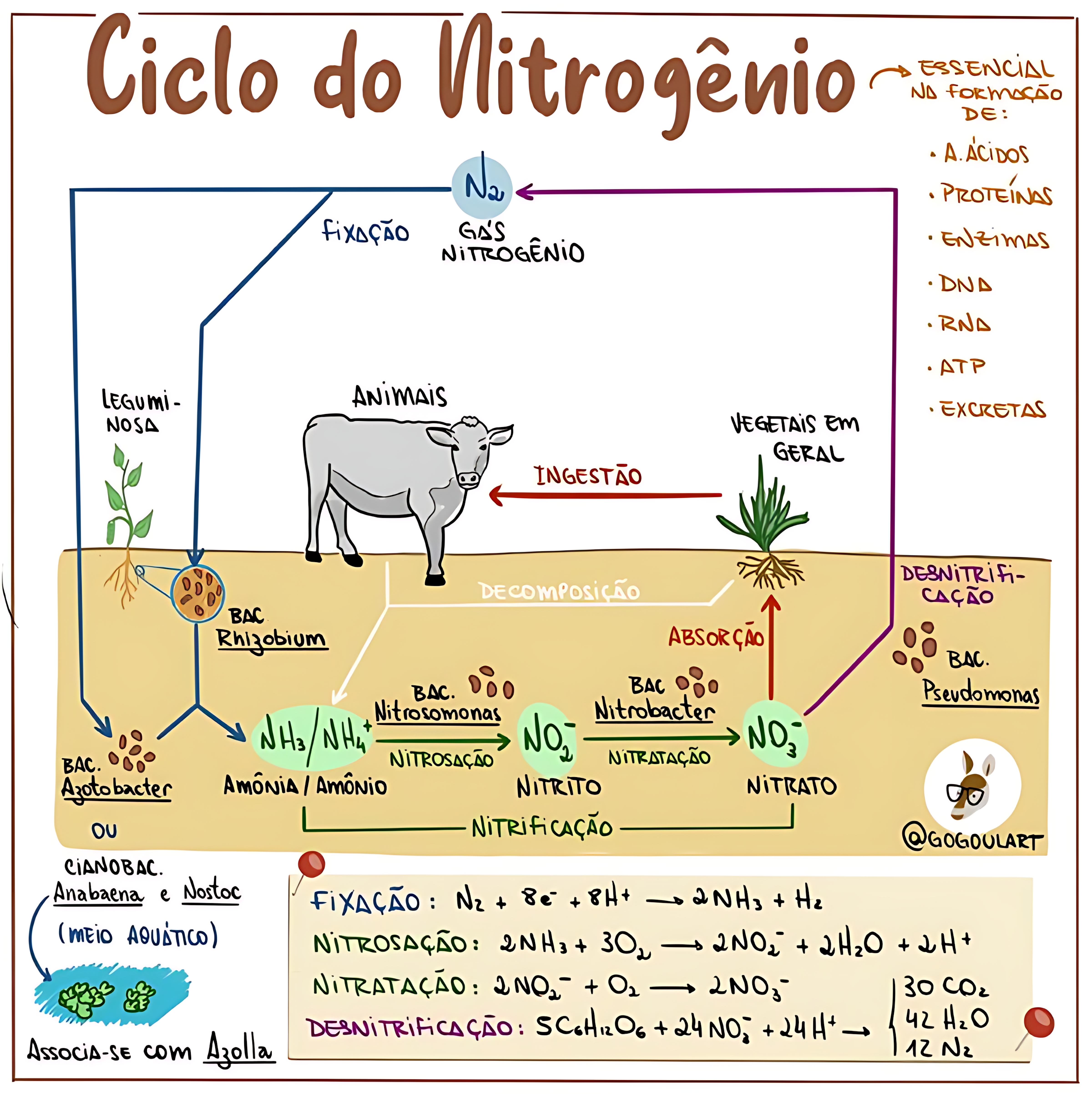 MAPA MENTAL SOBRE NITROGENIO