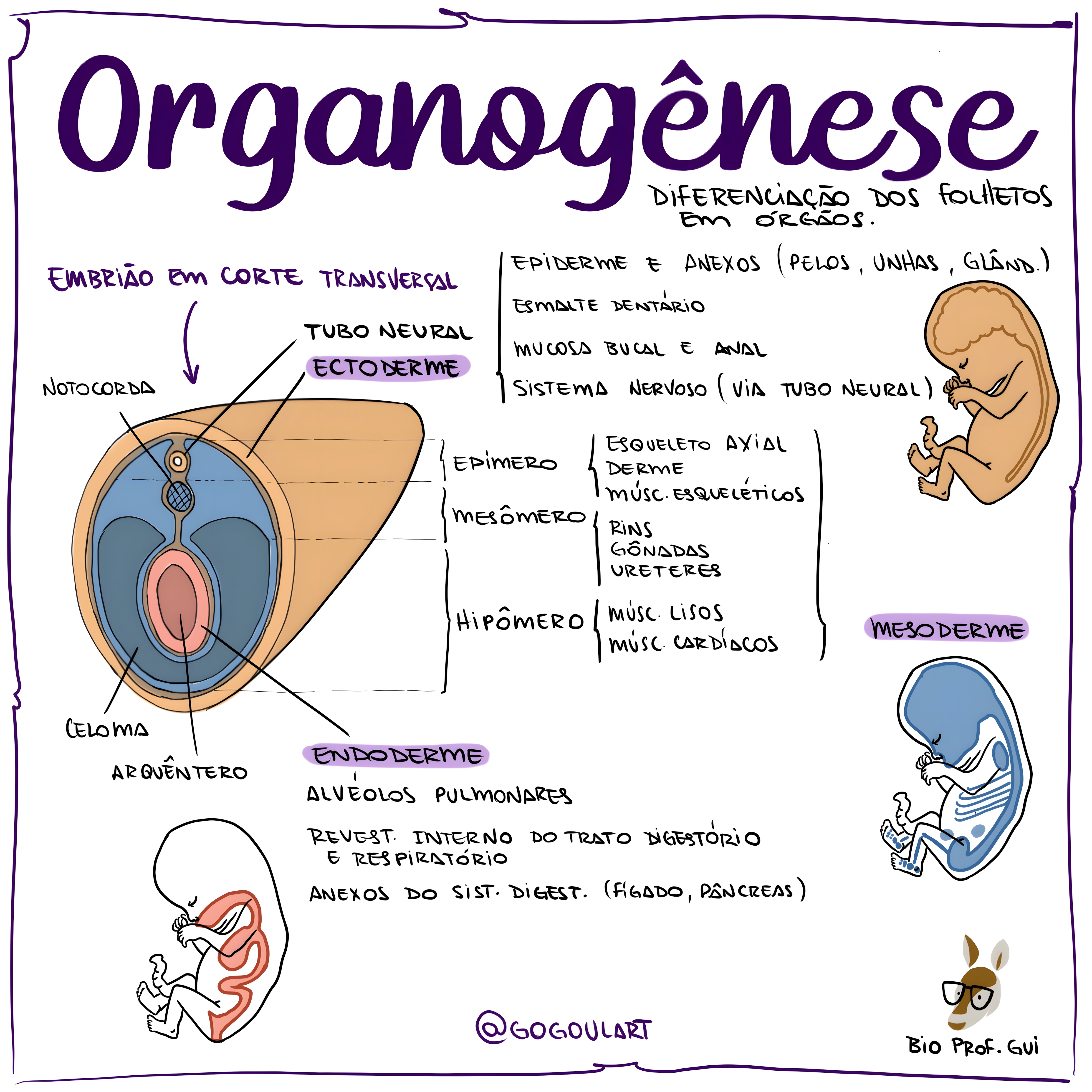 MAPA MENTAL SOBRE ORGANOGENESE