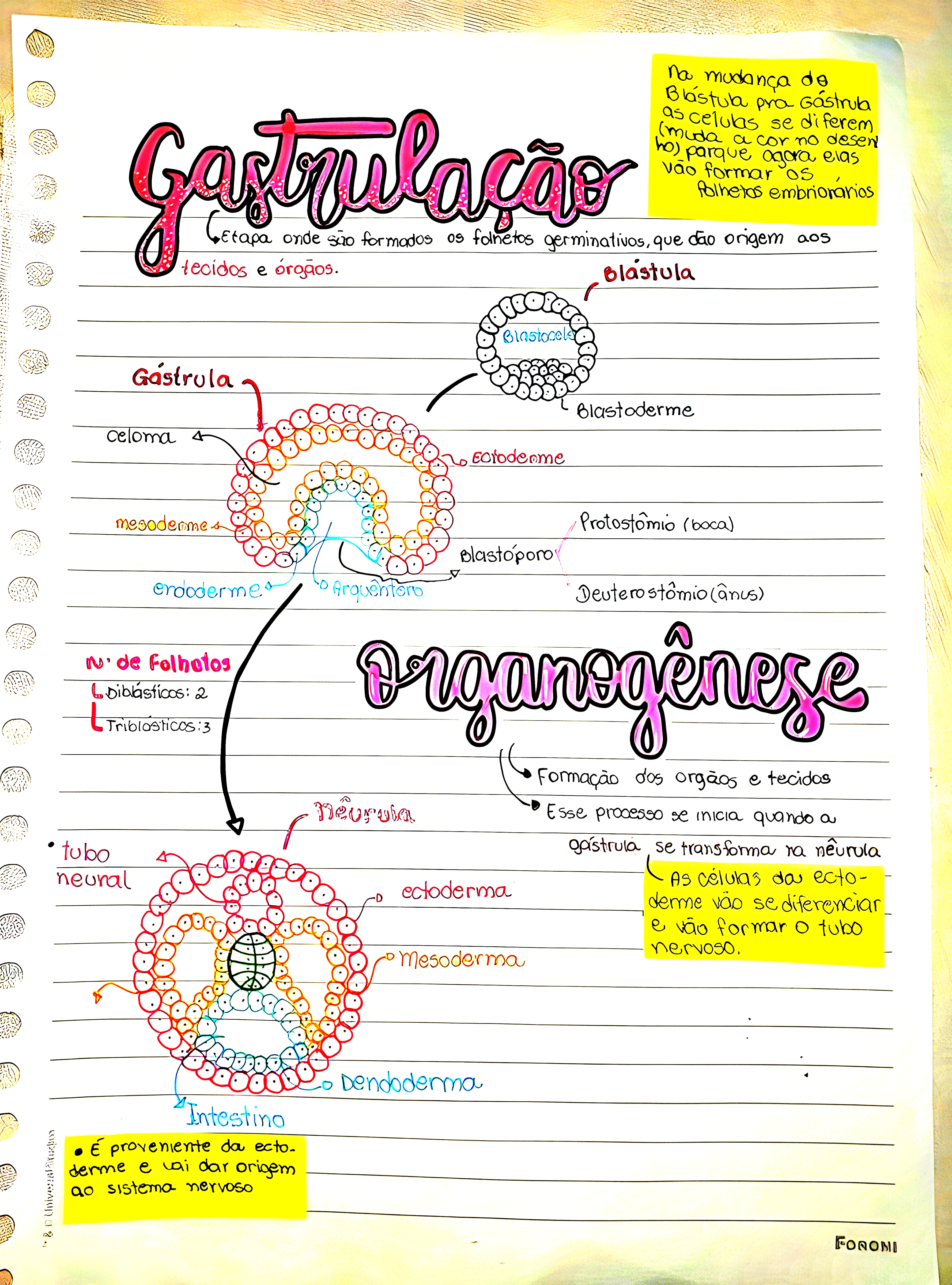 MAPA MENTAL SOBRE ORGANOGENESE