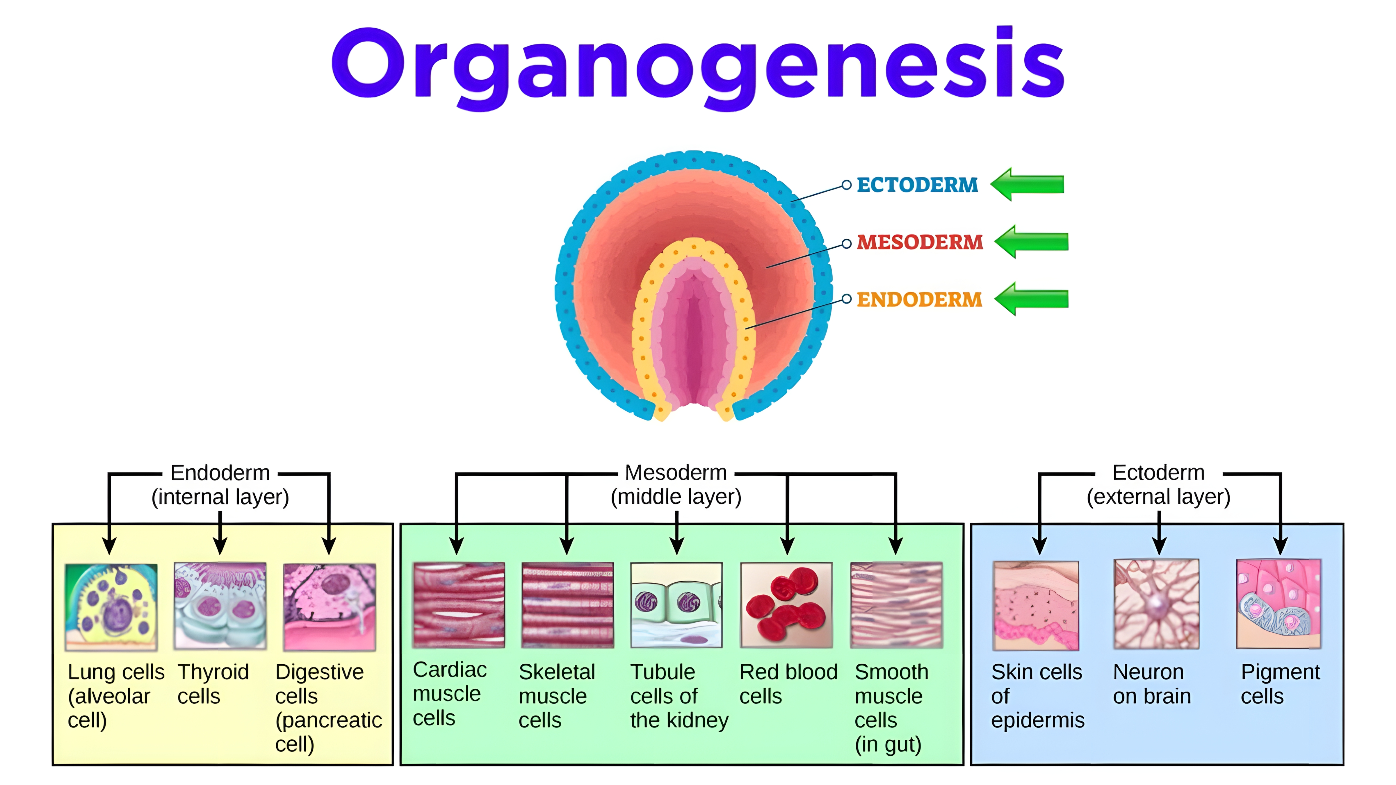 MAPA MENTAL SOBRE ORGANOGENESE