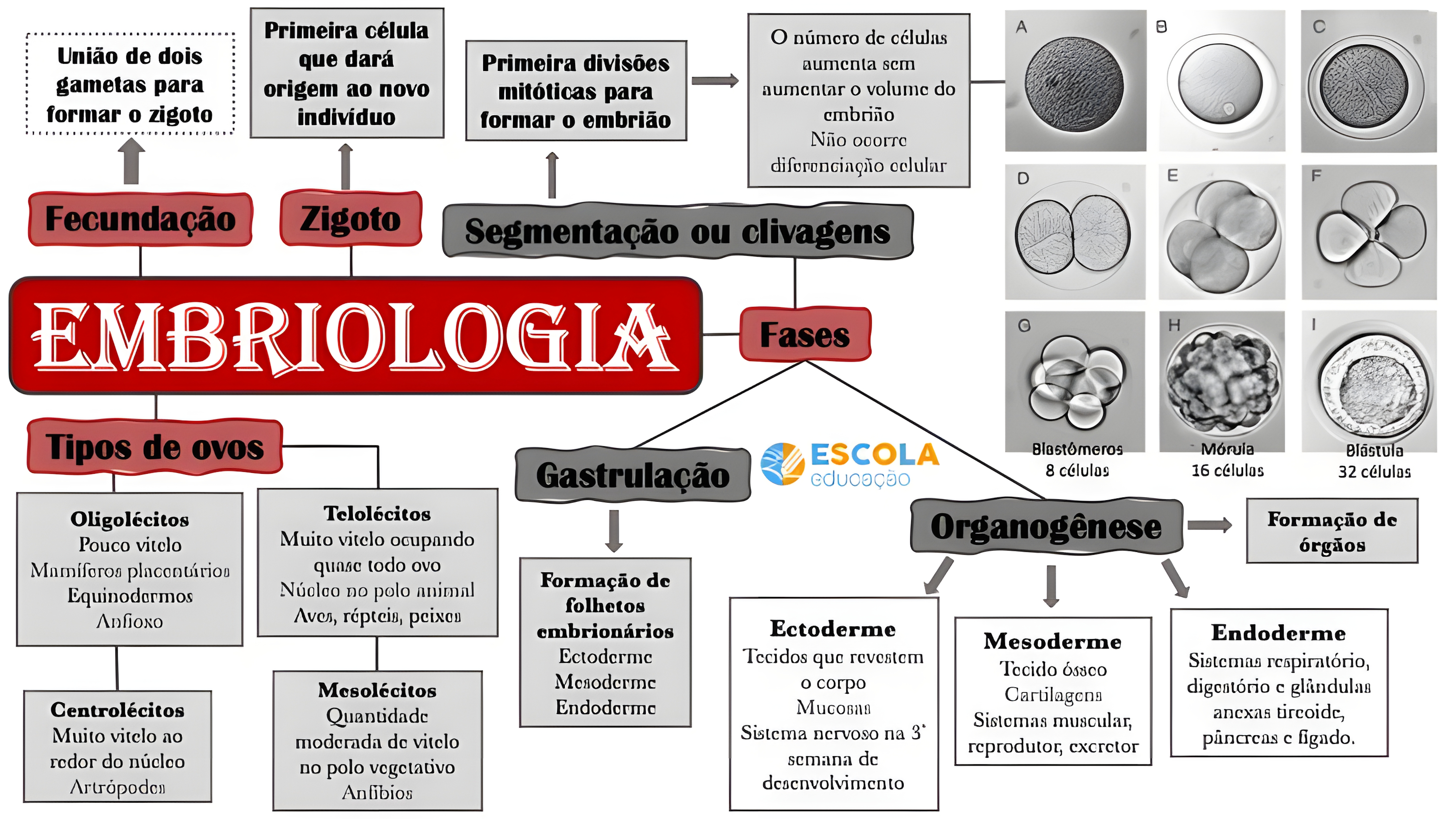 MAPA MENTAL SOBRE ORGANOGENESE