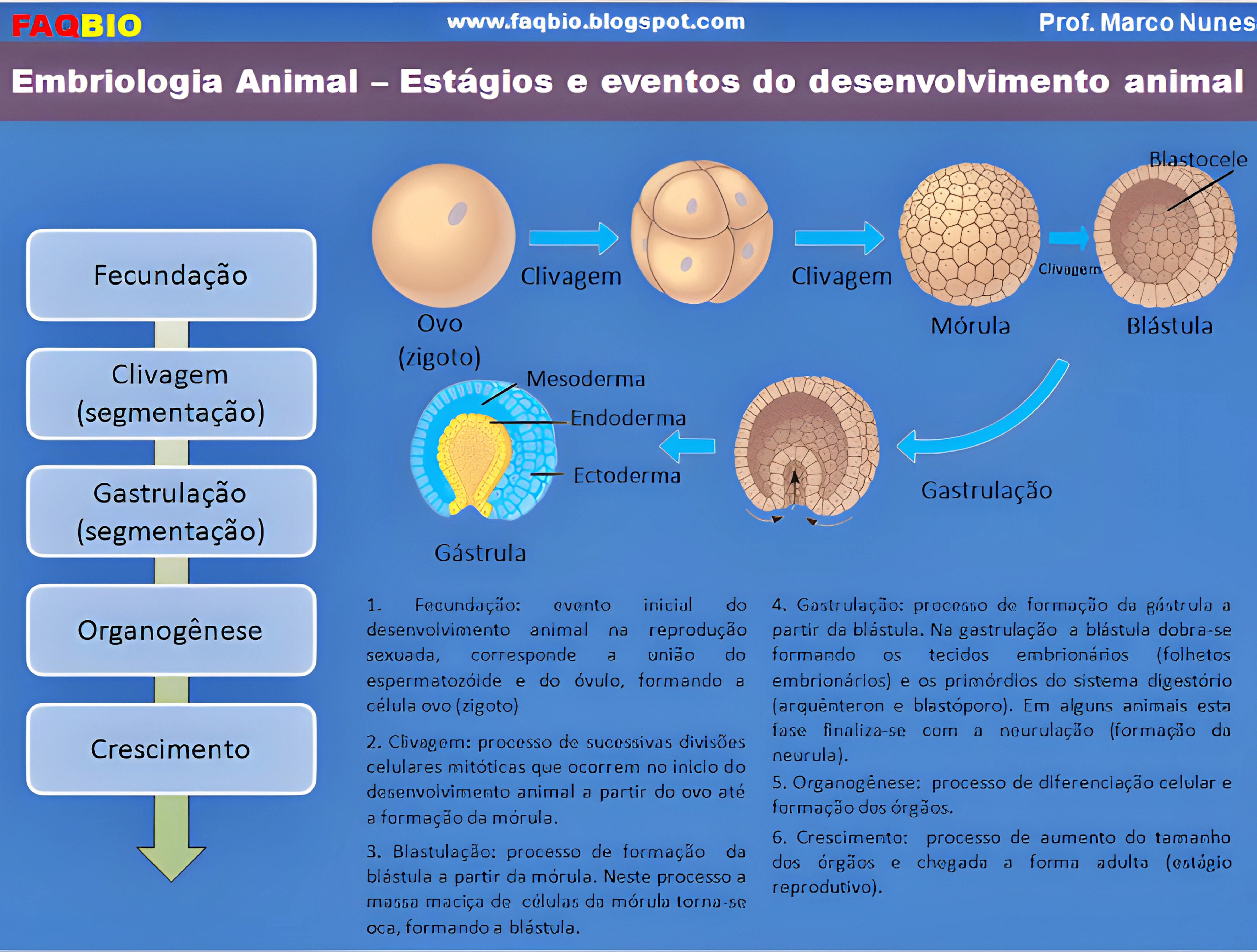 MAPA MENTAL SOBRE ORGANOGENESE