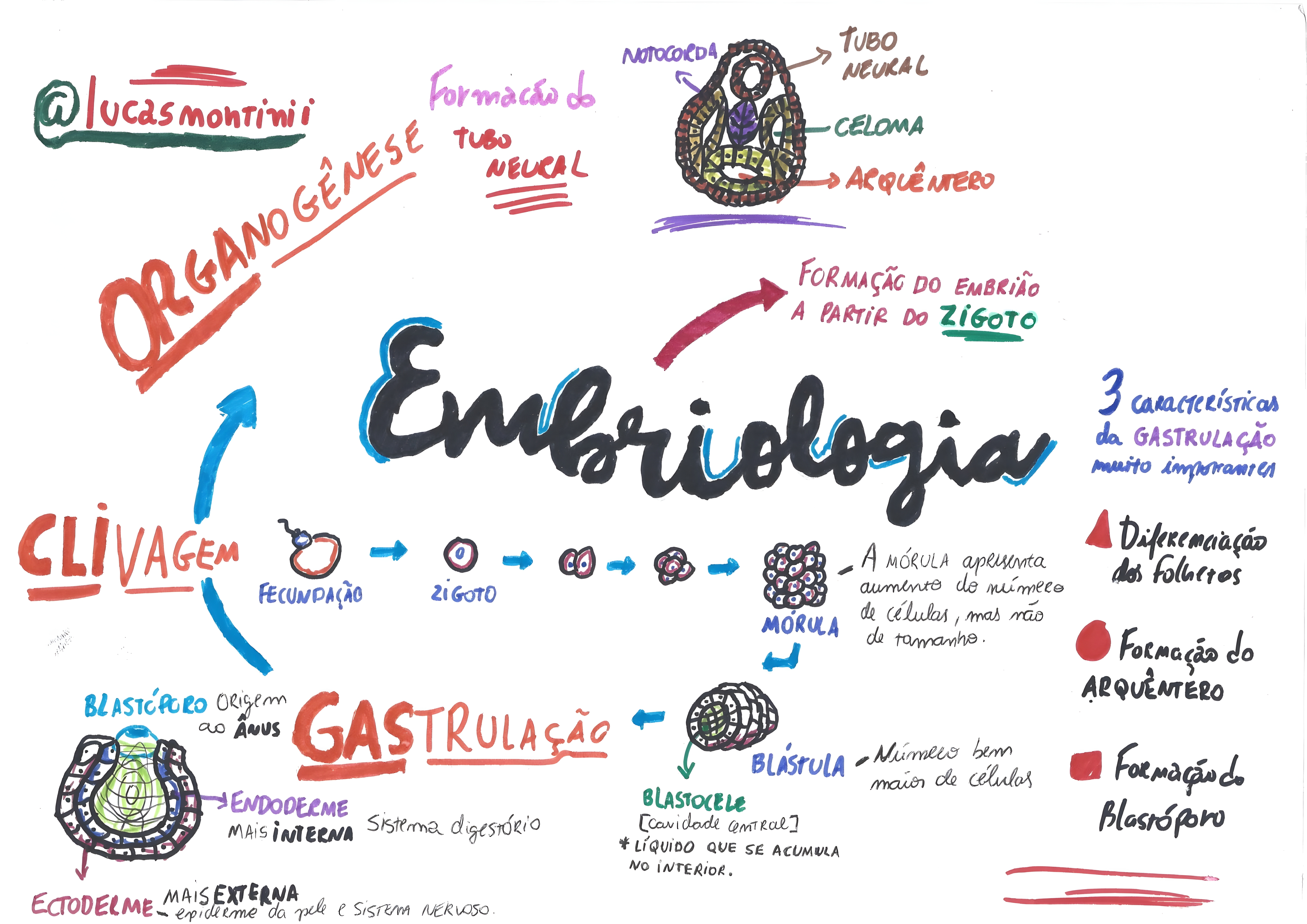 MAPA MENTAL SOBRE ORGANOGENESE