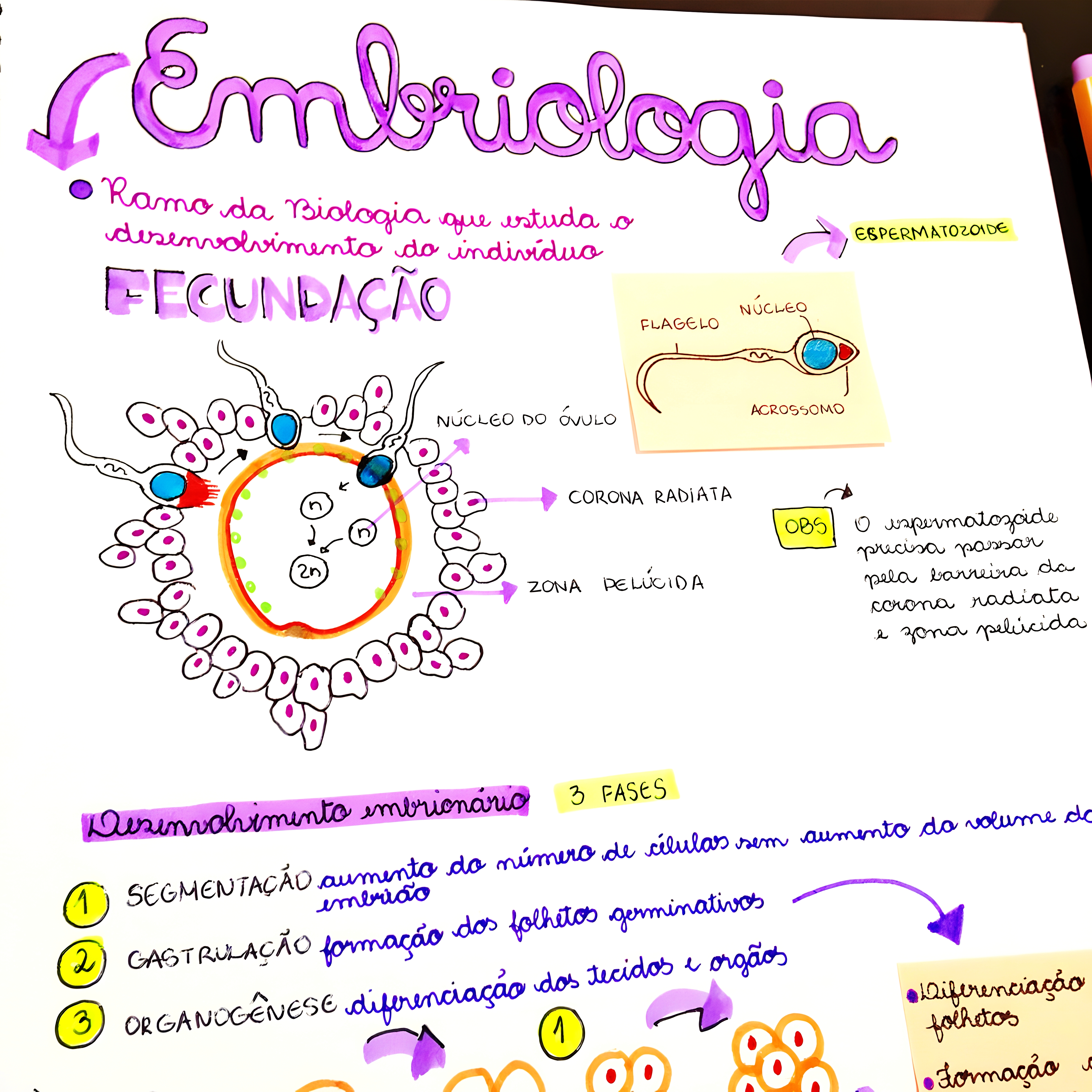 MAPA MENTAL SOBRE ORGANOGENESE