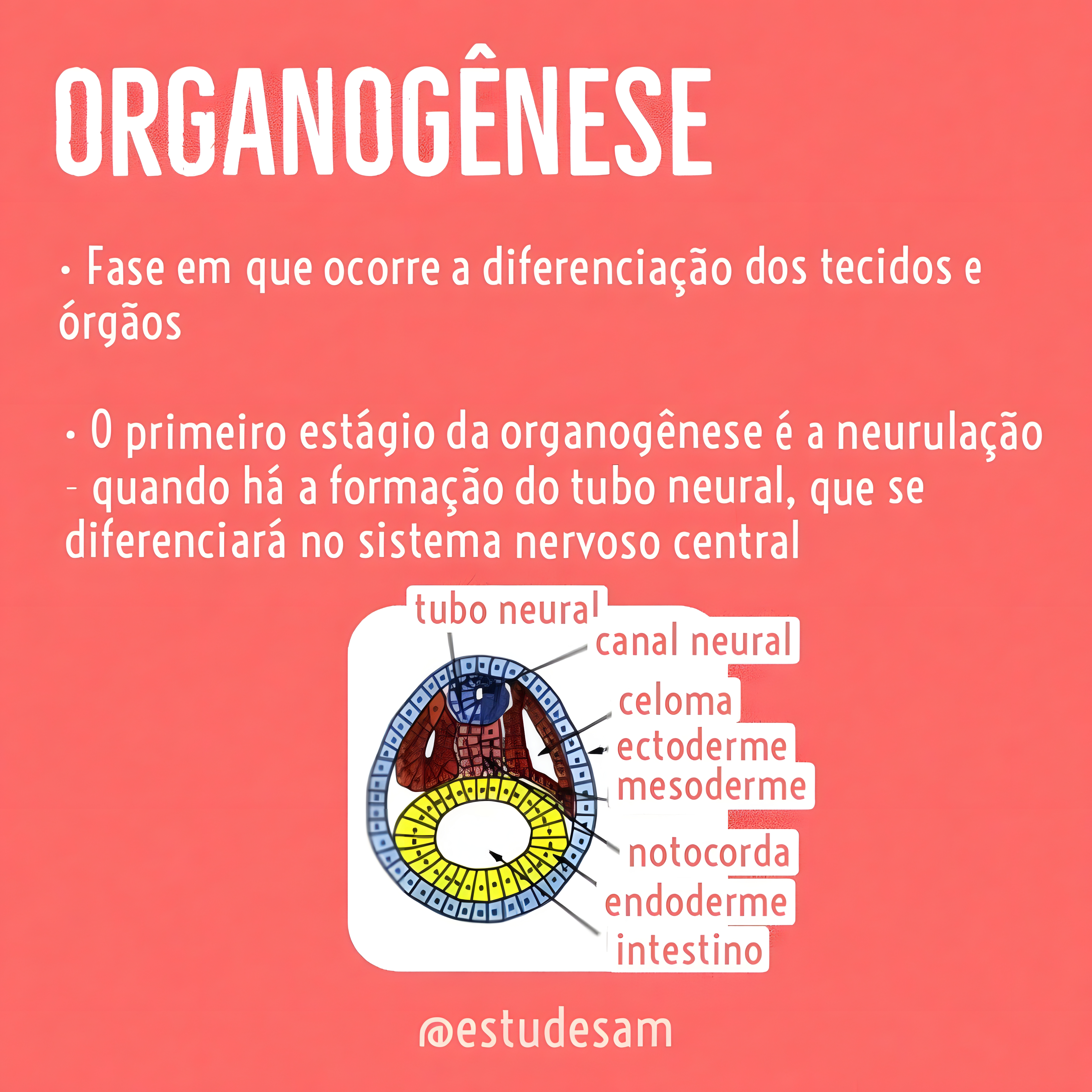 MAPA MENTAL SOBRE ORGANOGENESE