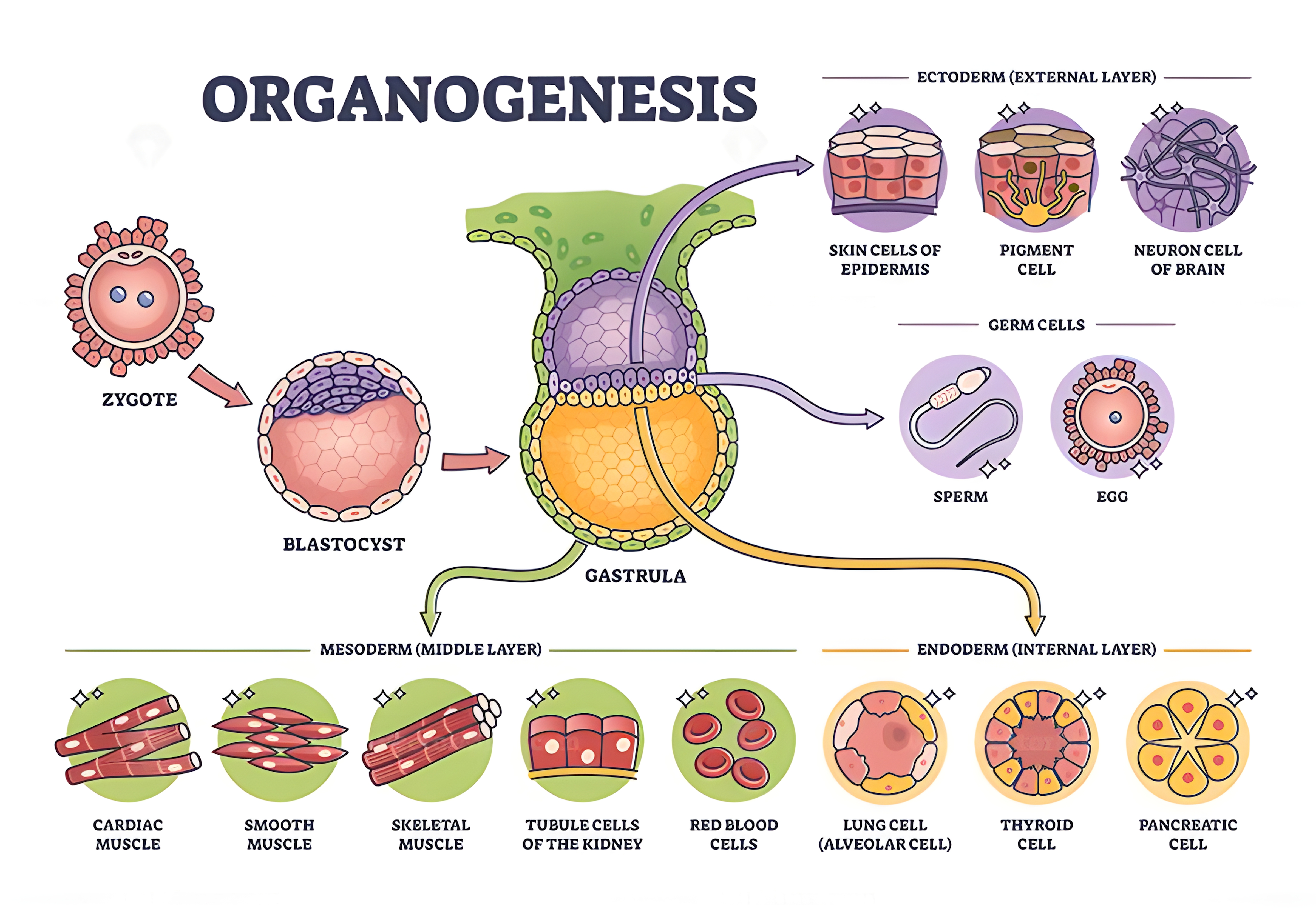 MAPA MENTAL SOBRE ORGANOGENESE