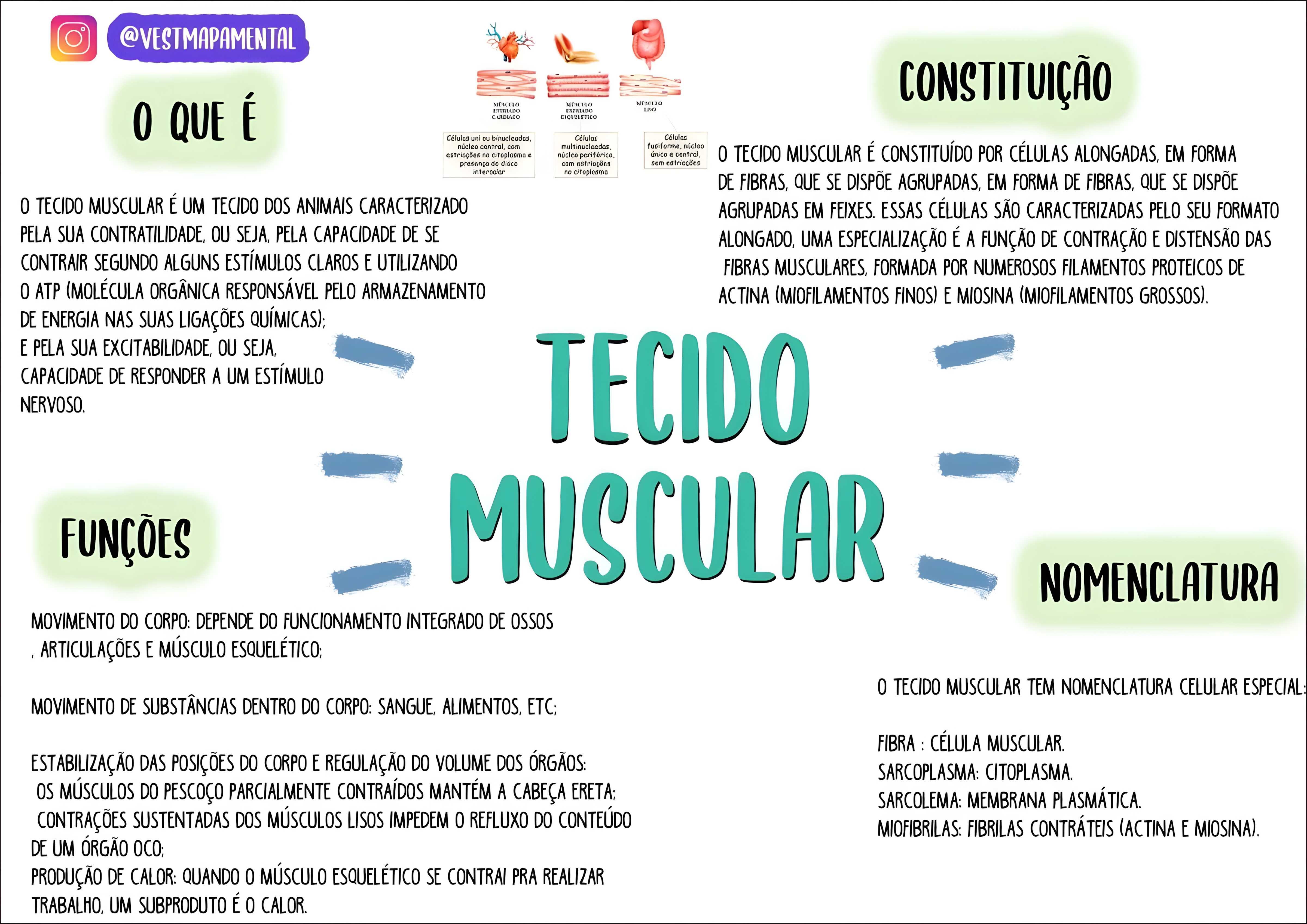 MAPA MENTAL SOBRE TECIDO MUSCULAR