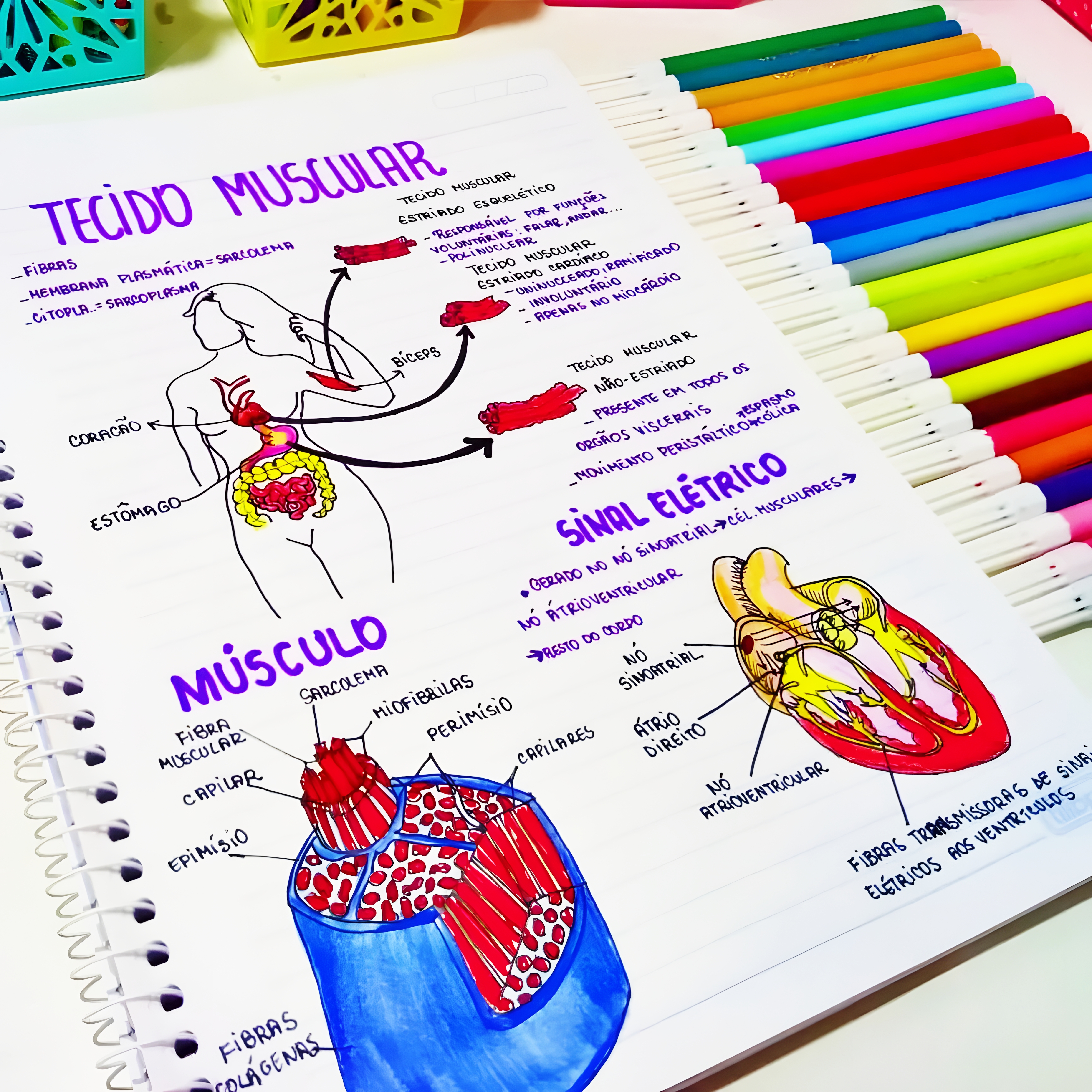 MAPA MENTAL SOBRE TECIDO MUSCULAR