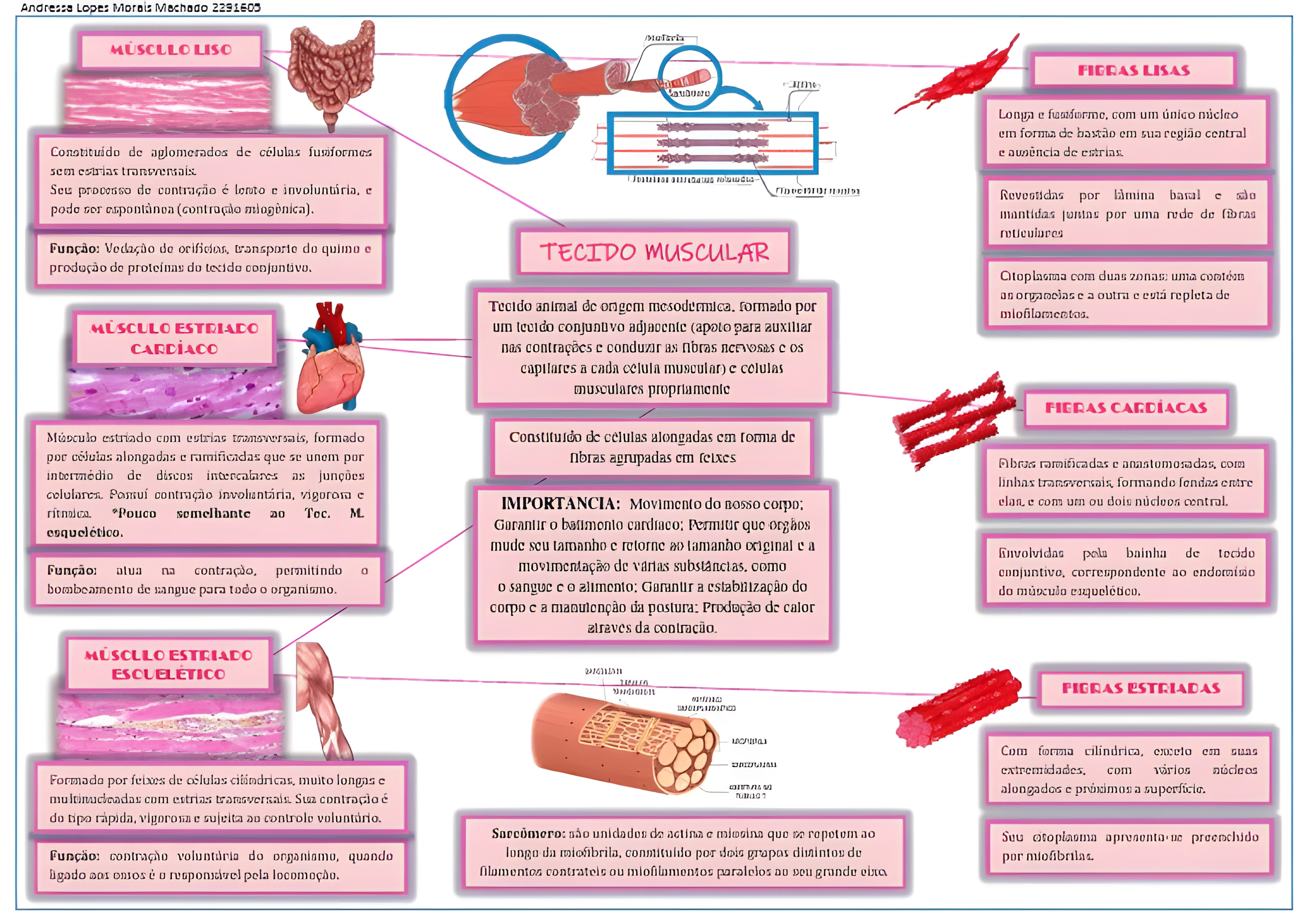 MAPA MENTAL SOBRE TECIDO MUSCULAR