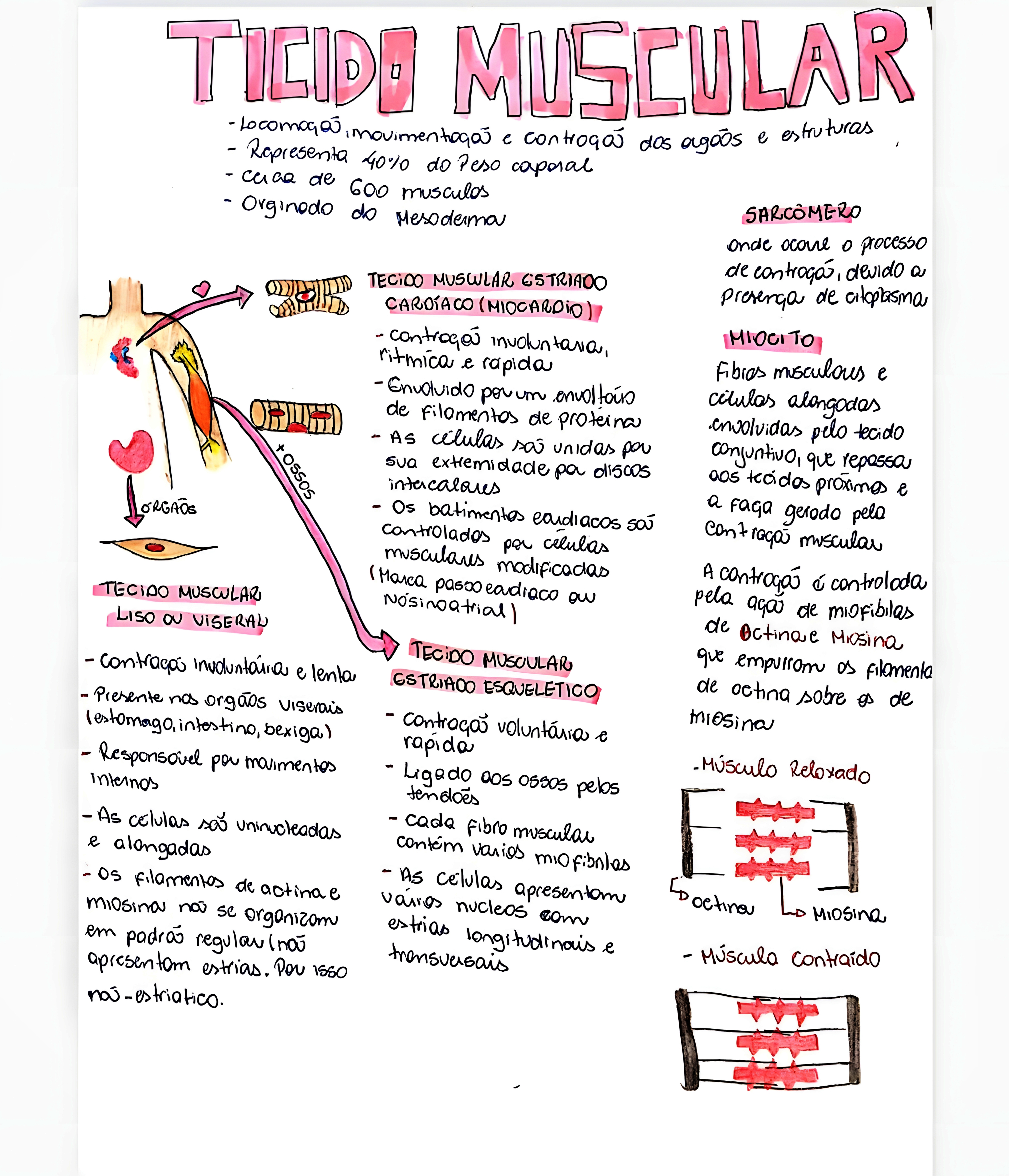 MAPA MENTAL SOBRE TECIDO MUSCULAR