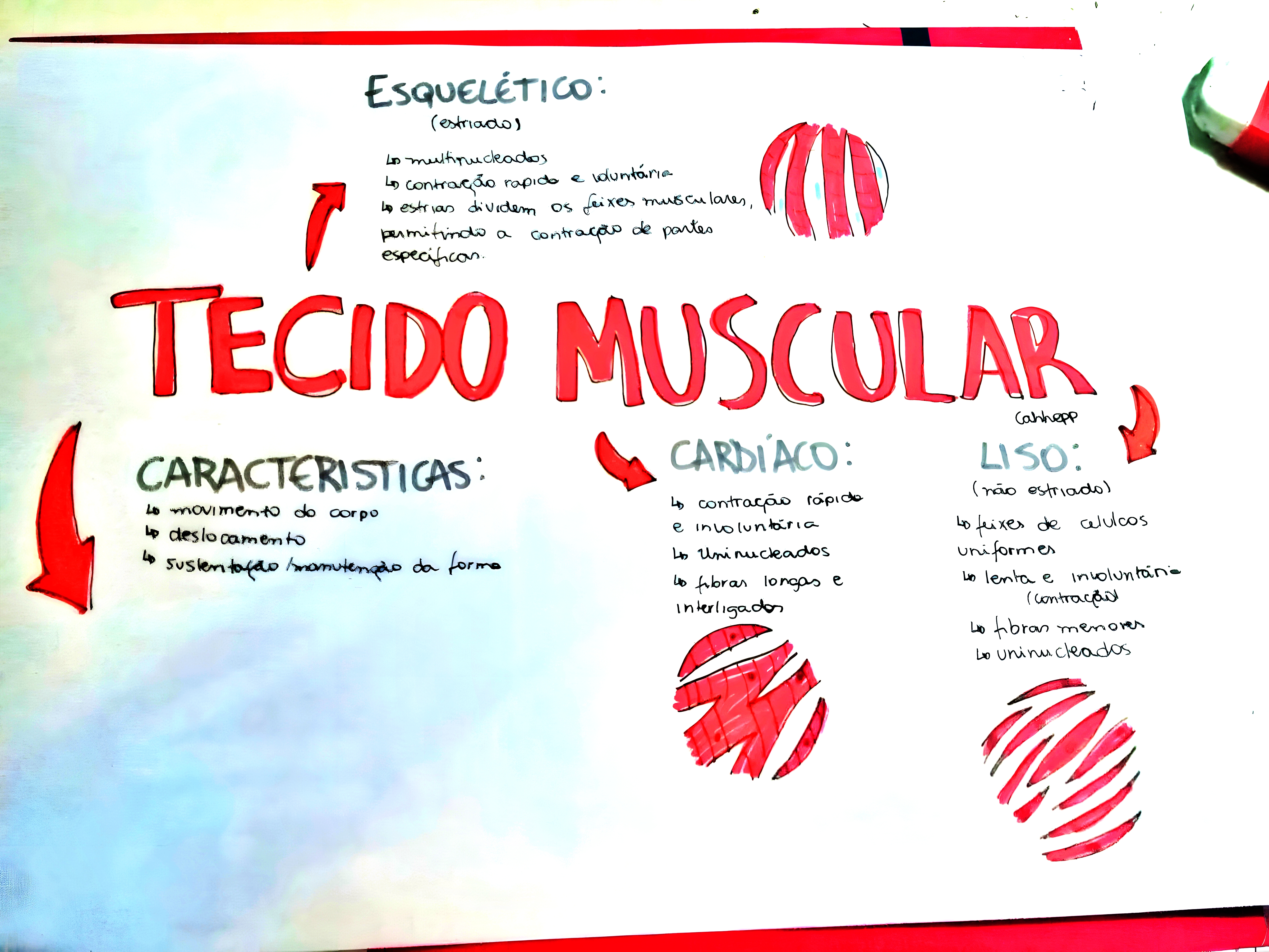 MAPA MENTAL SOBRE TECIDO MUSCULAR